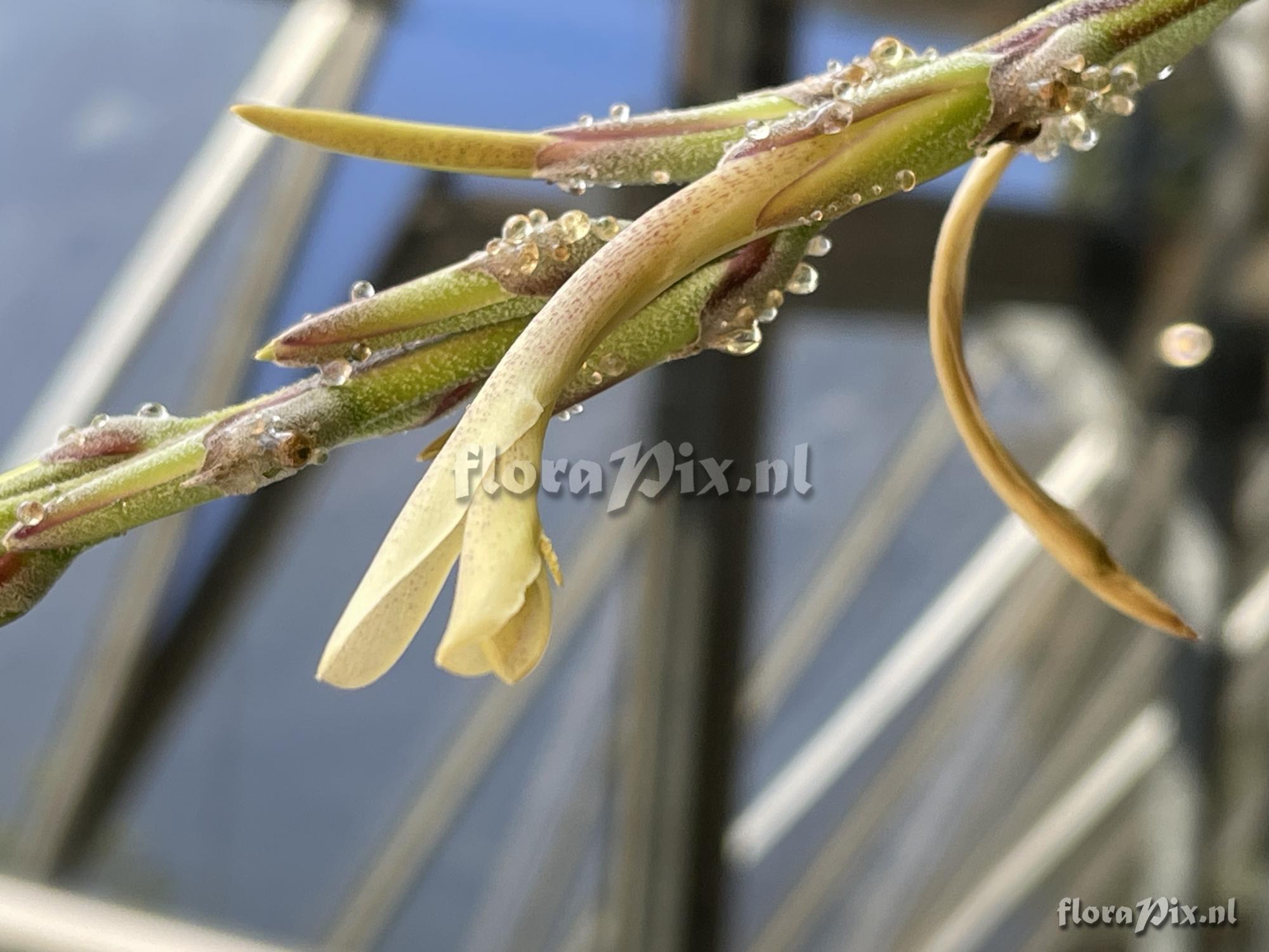 Pitcairnia aureobrunnea
