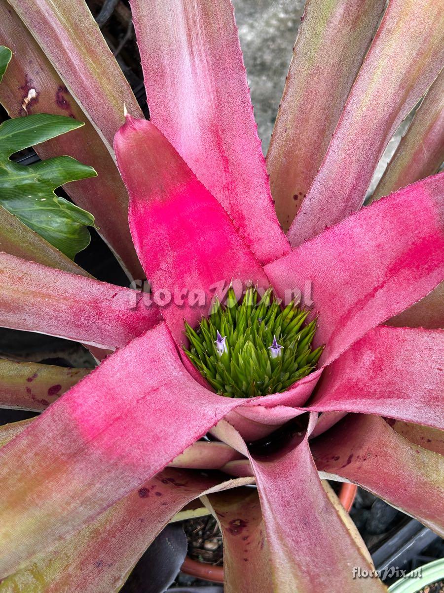 Neoregelia angustifolia