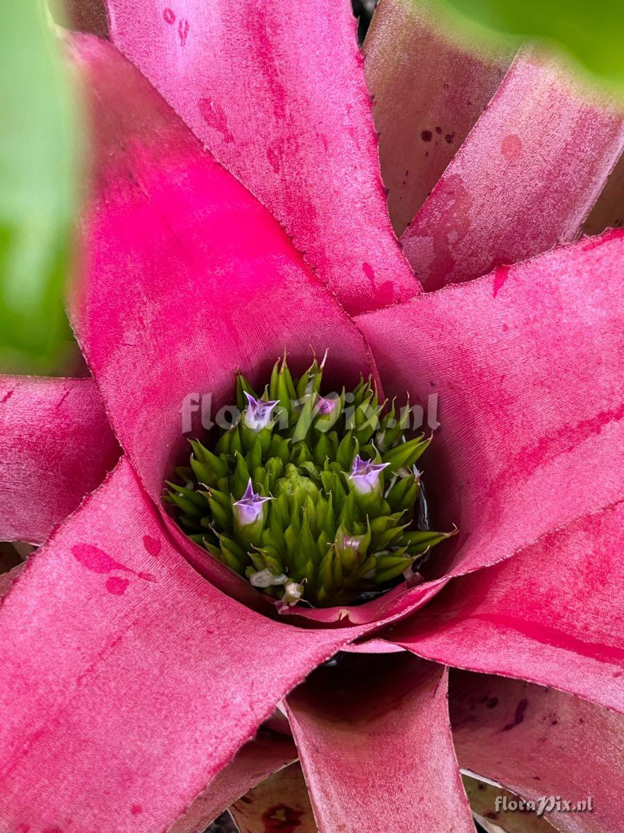Neoregelia angustifolia