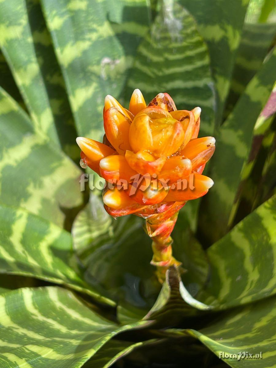 Guzmania musaica