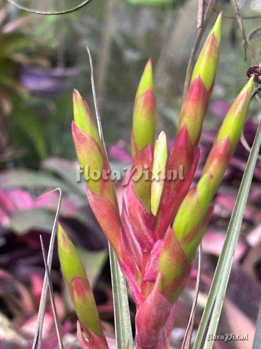 Tillandsia smalliana x