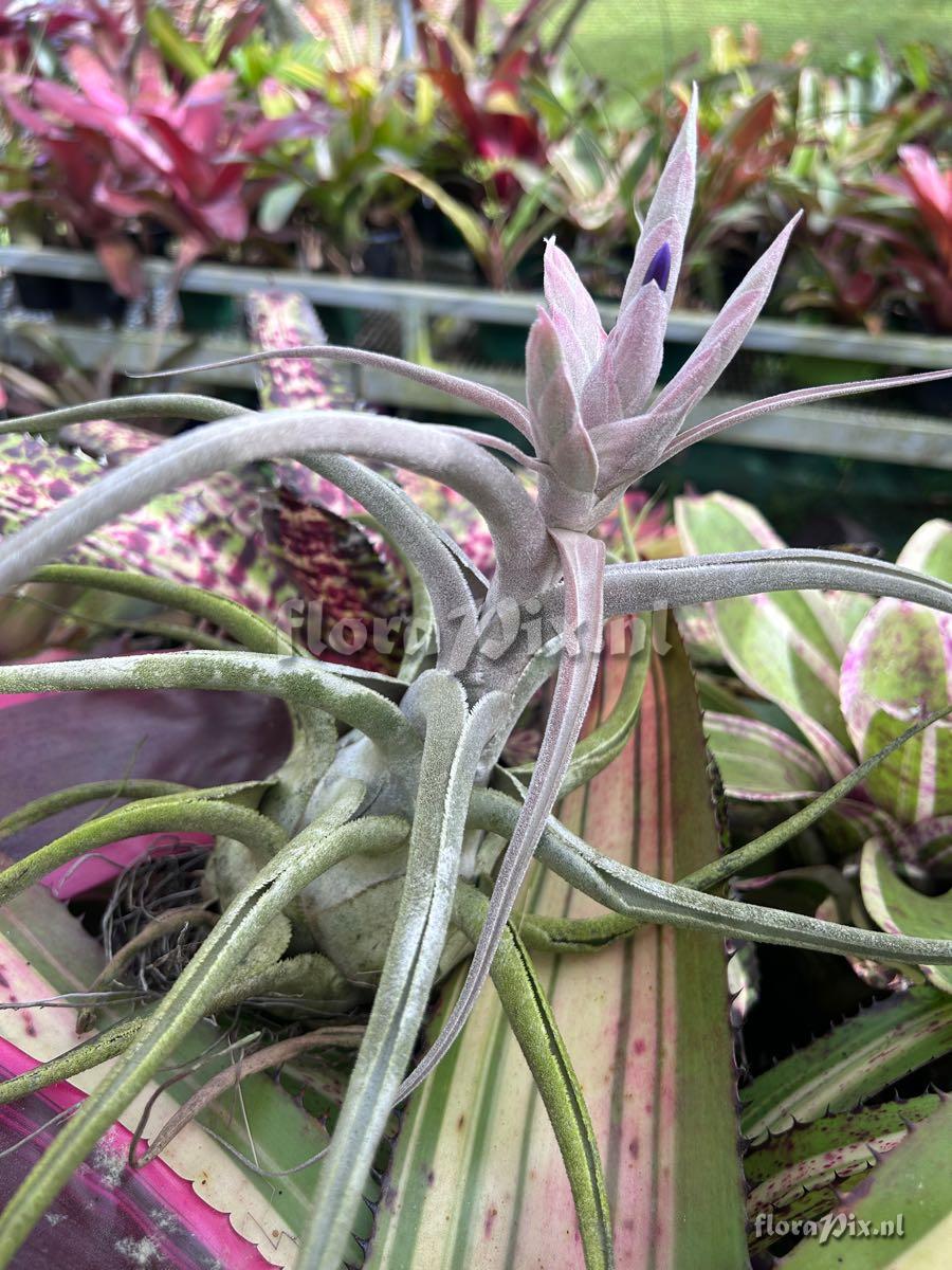 Tillandsia ehlersiana