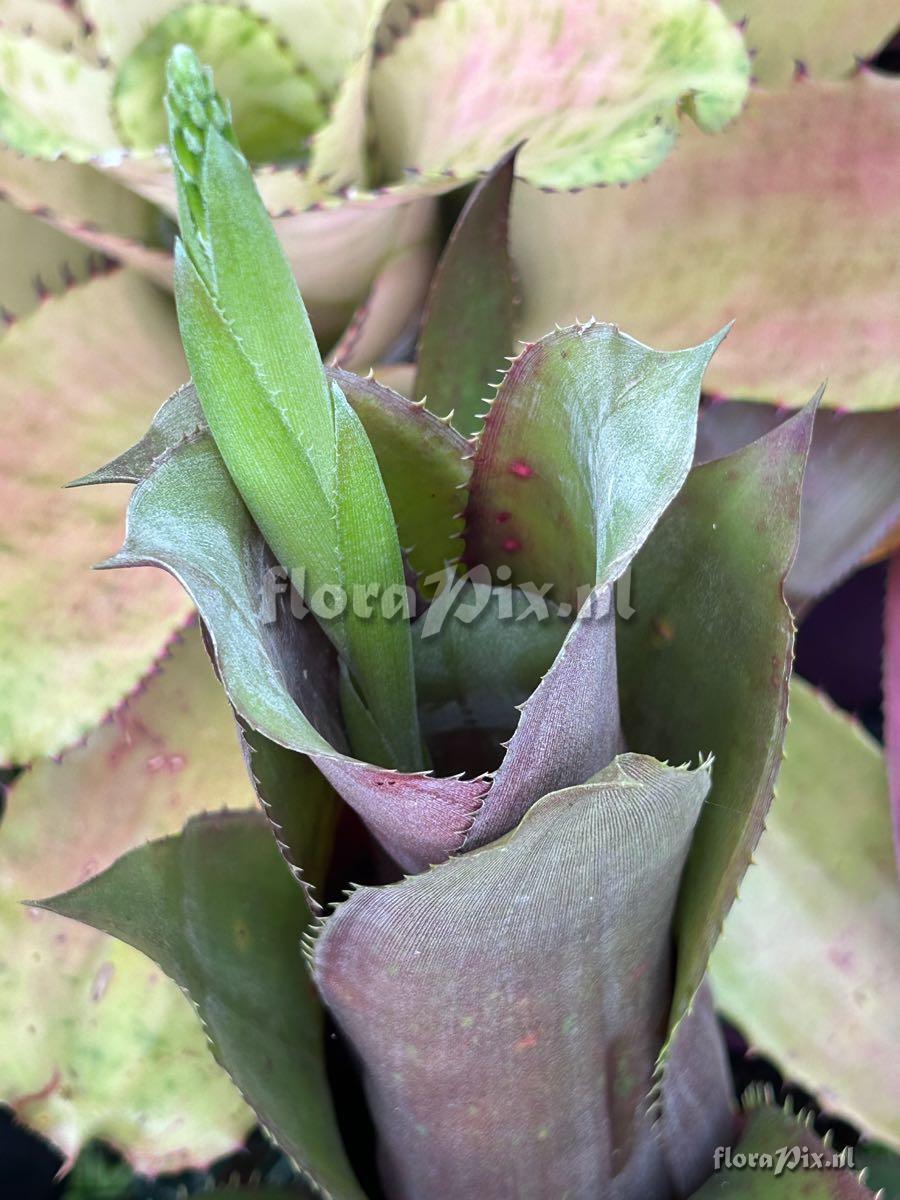 Billbergia viridiflora