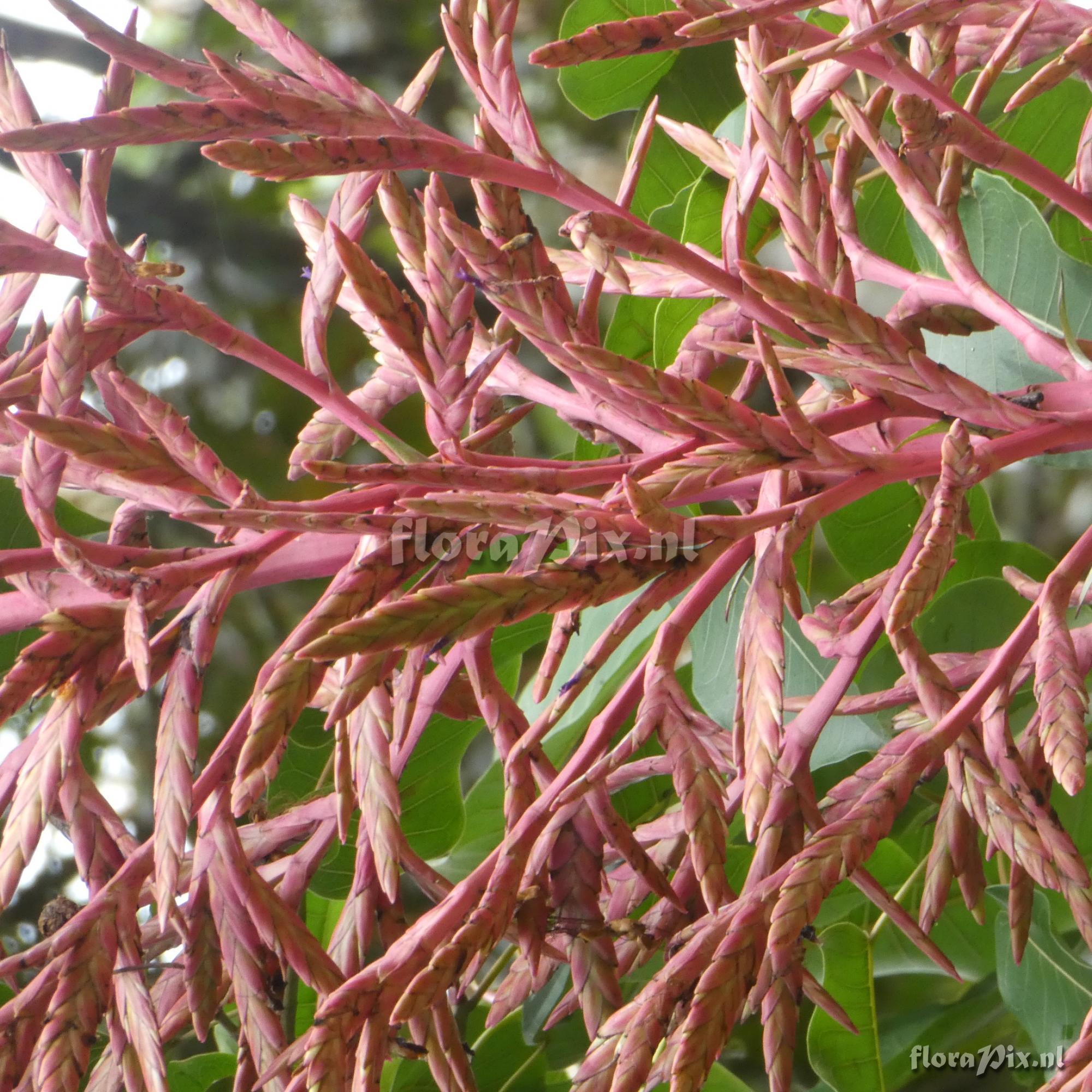Tillandsia oxapampae