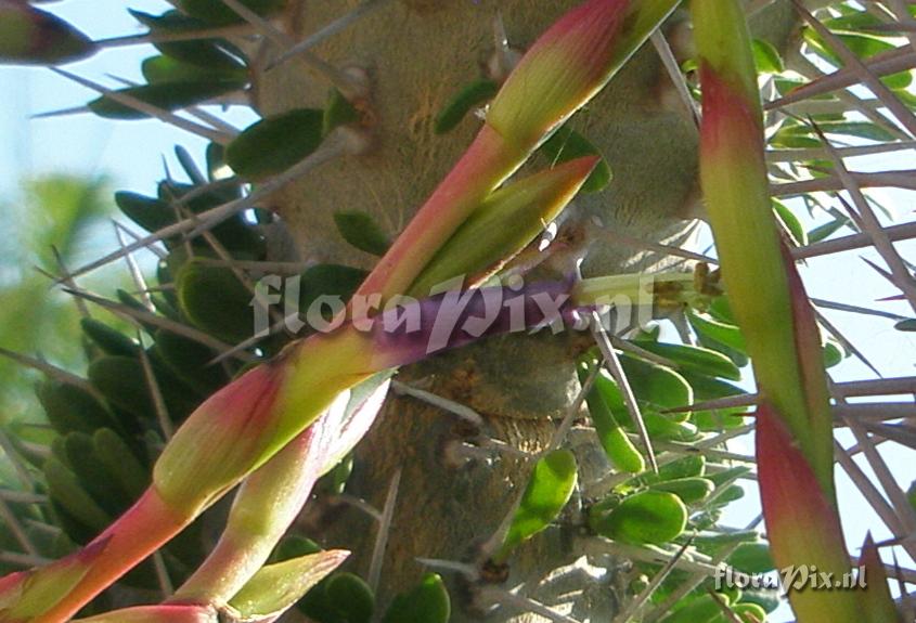 Tillandsia propagulifera