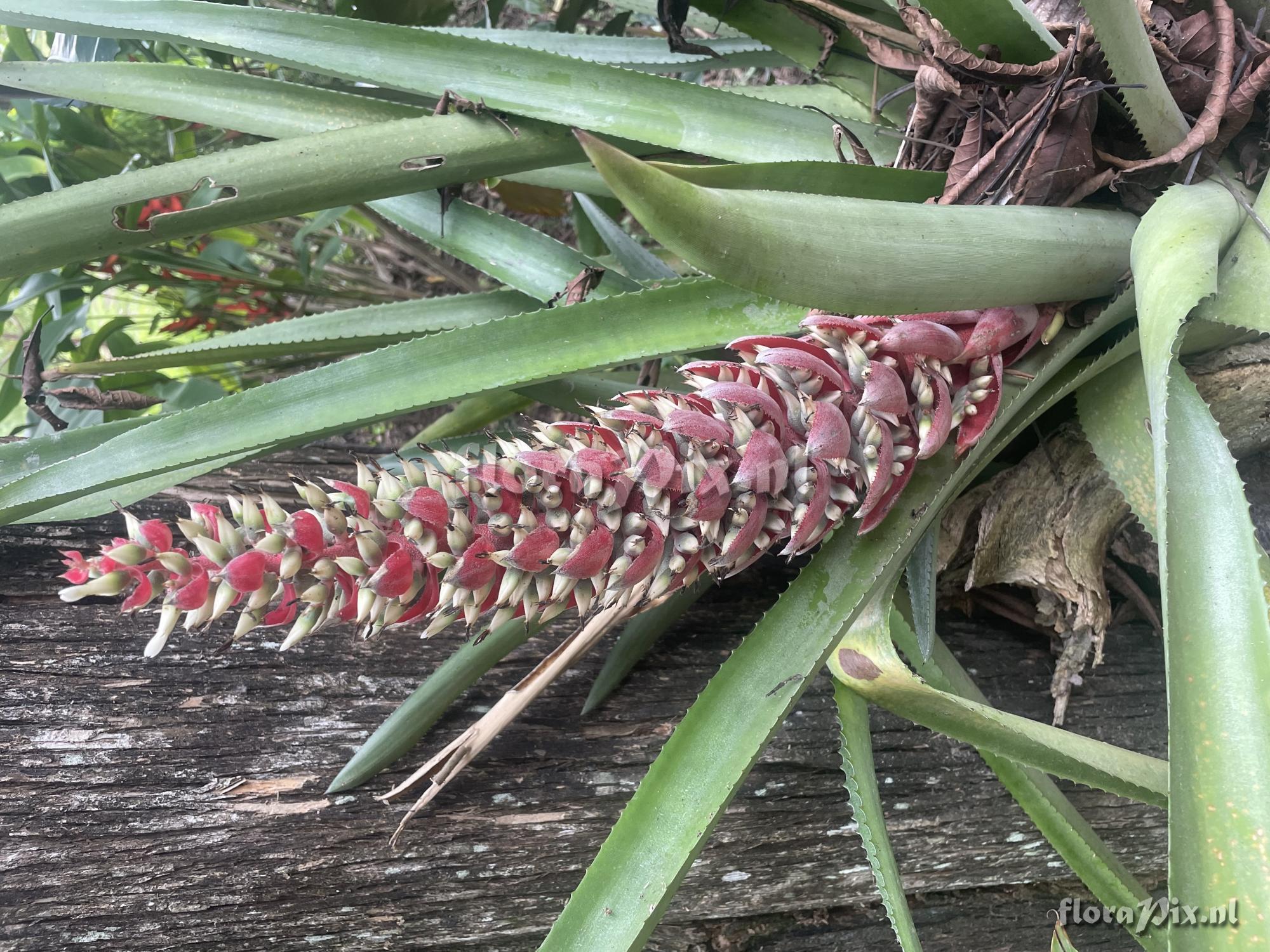 Aechmea fuerstenbergii