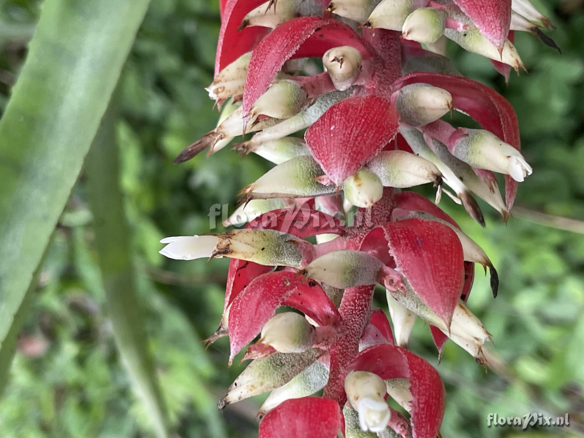 Aechmea fuerstenbergii
