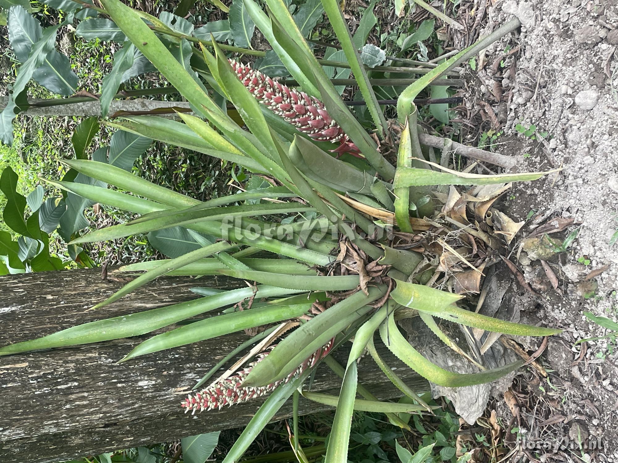 Aechmea fuerstenbergii