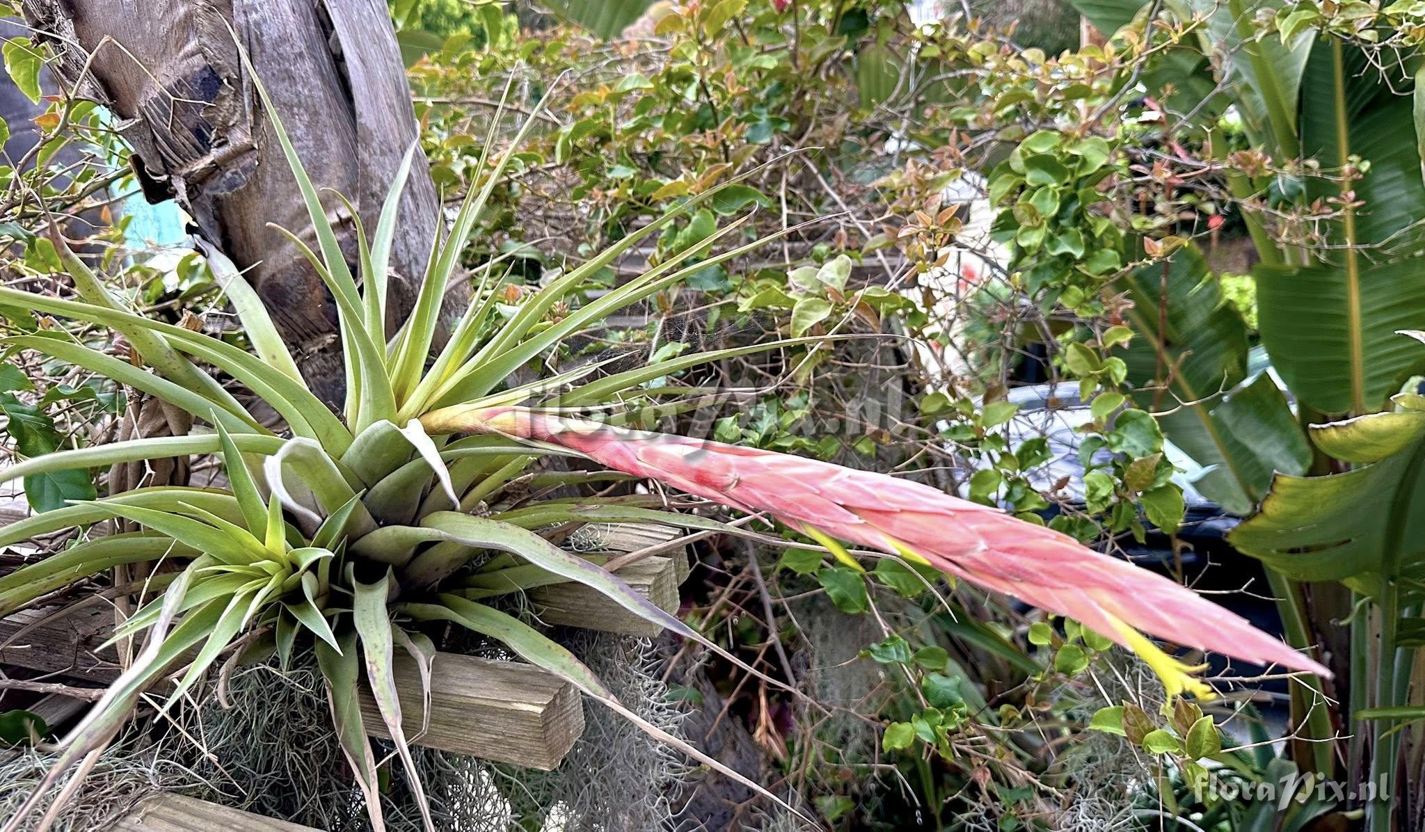 Tillandsia arpocalyx
