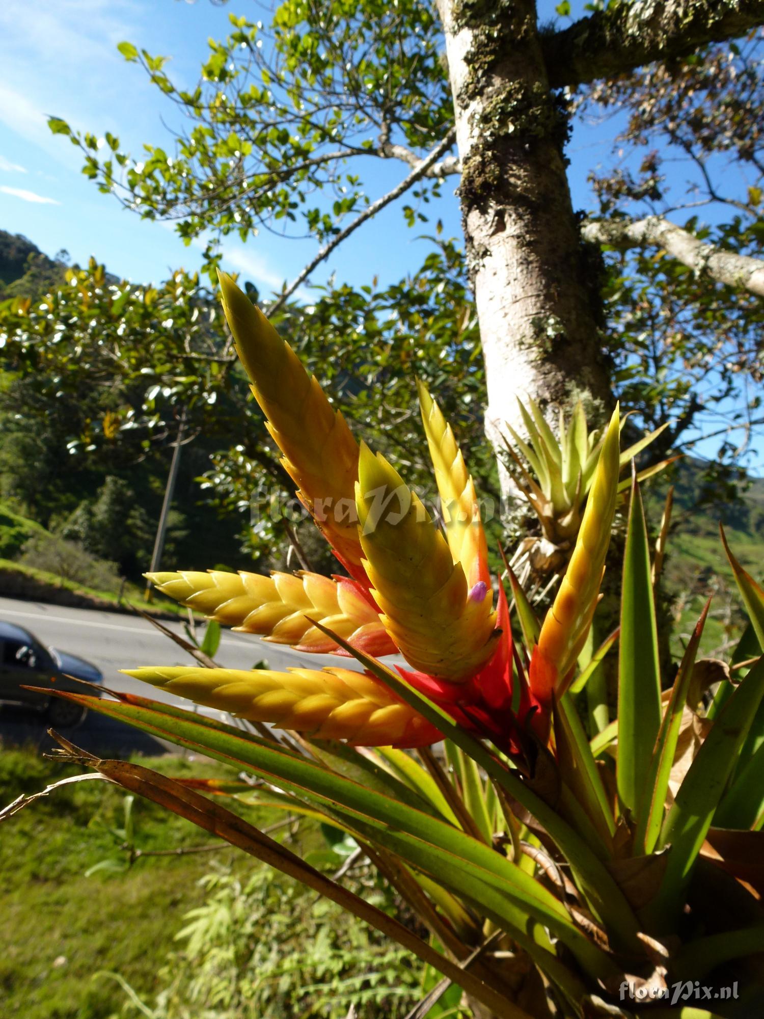 Tillandsia digitatispicata