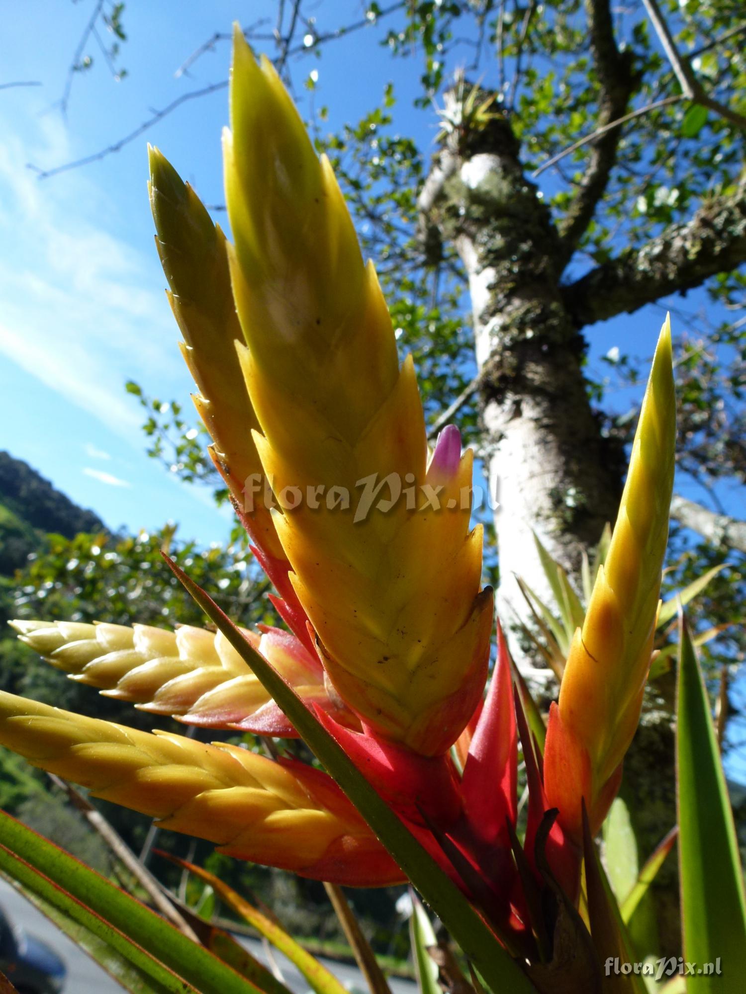 Tillandsia digitatispicata