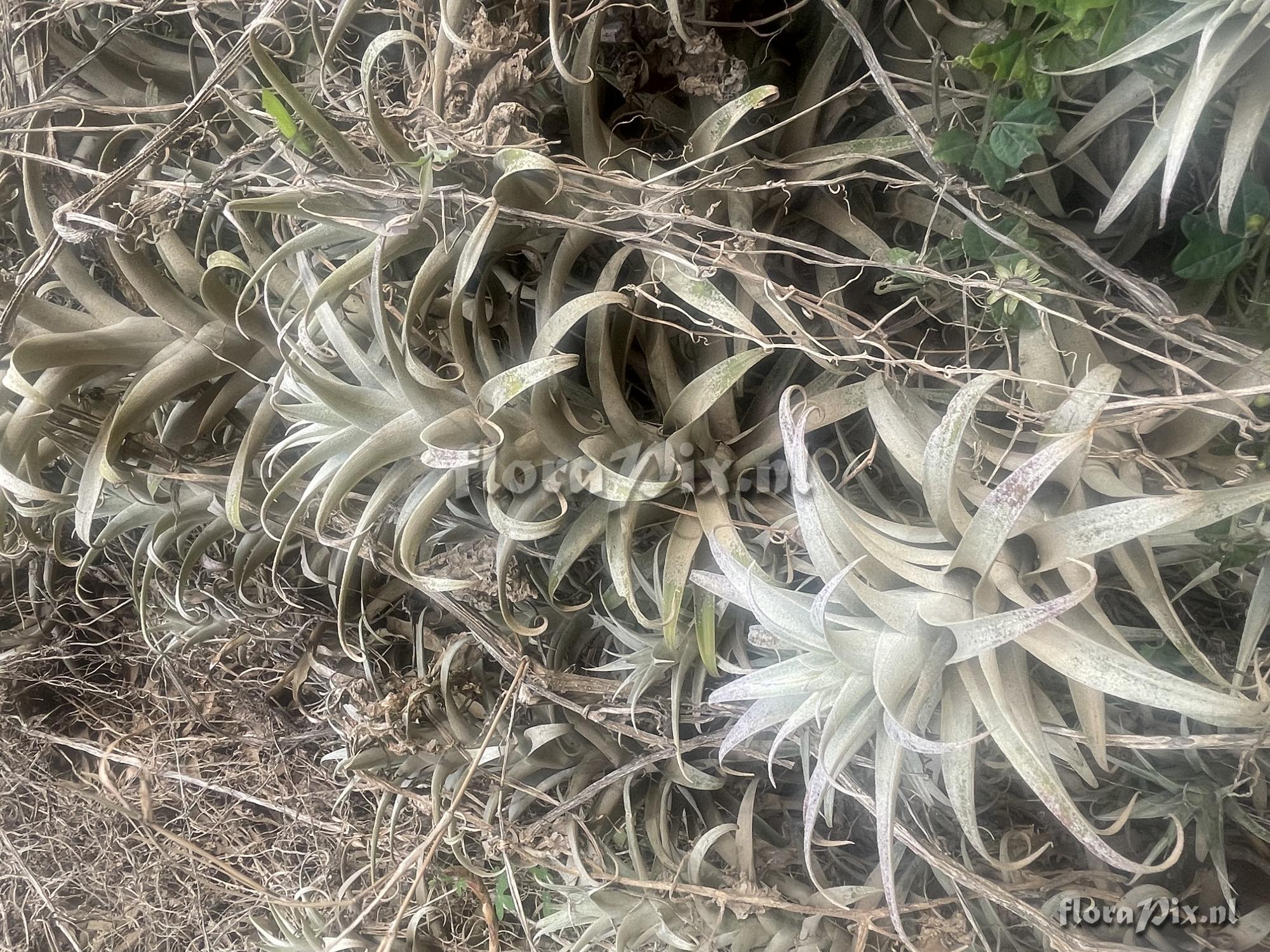 Tillandsia cauligera