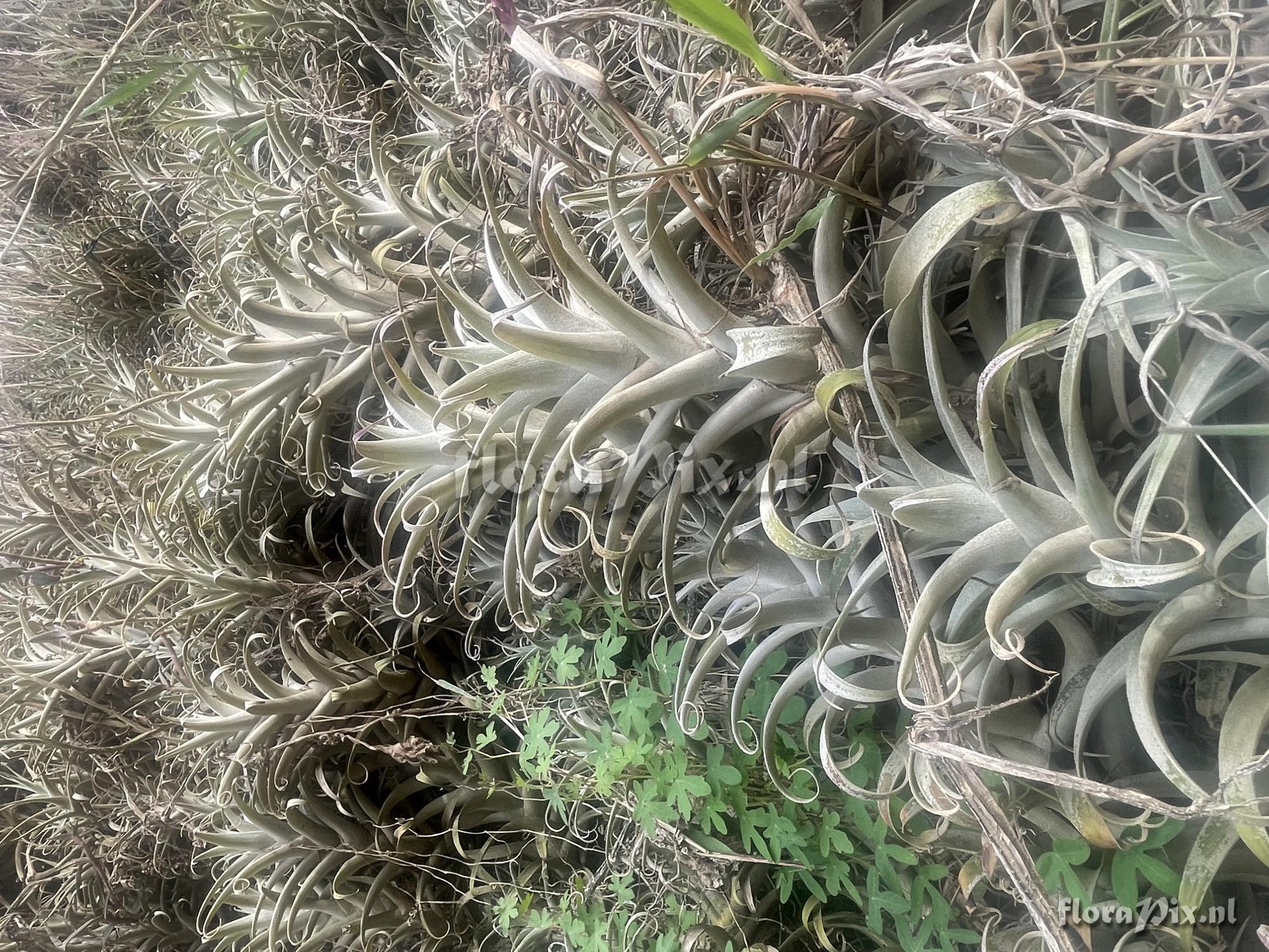 Tillandsia cauligera