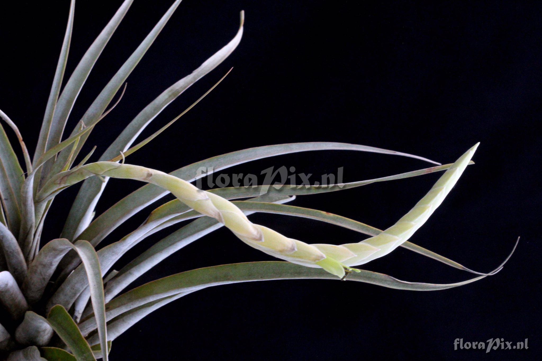 Tillandsia curvispica