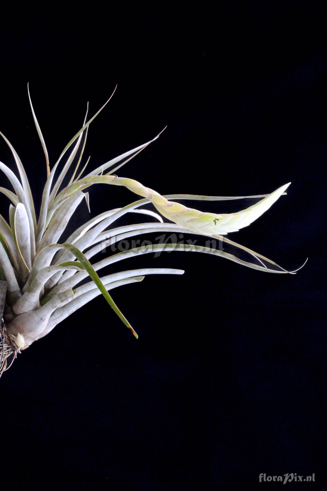 Tillandsia curvispica
