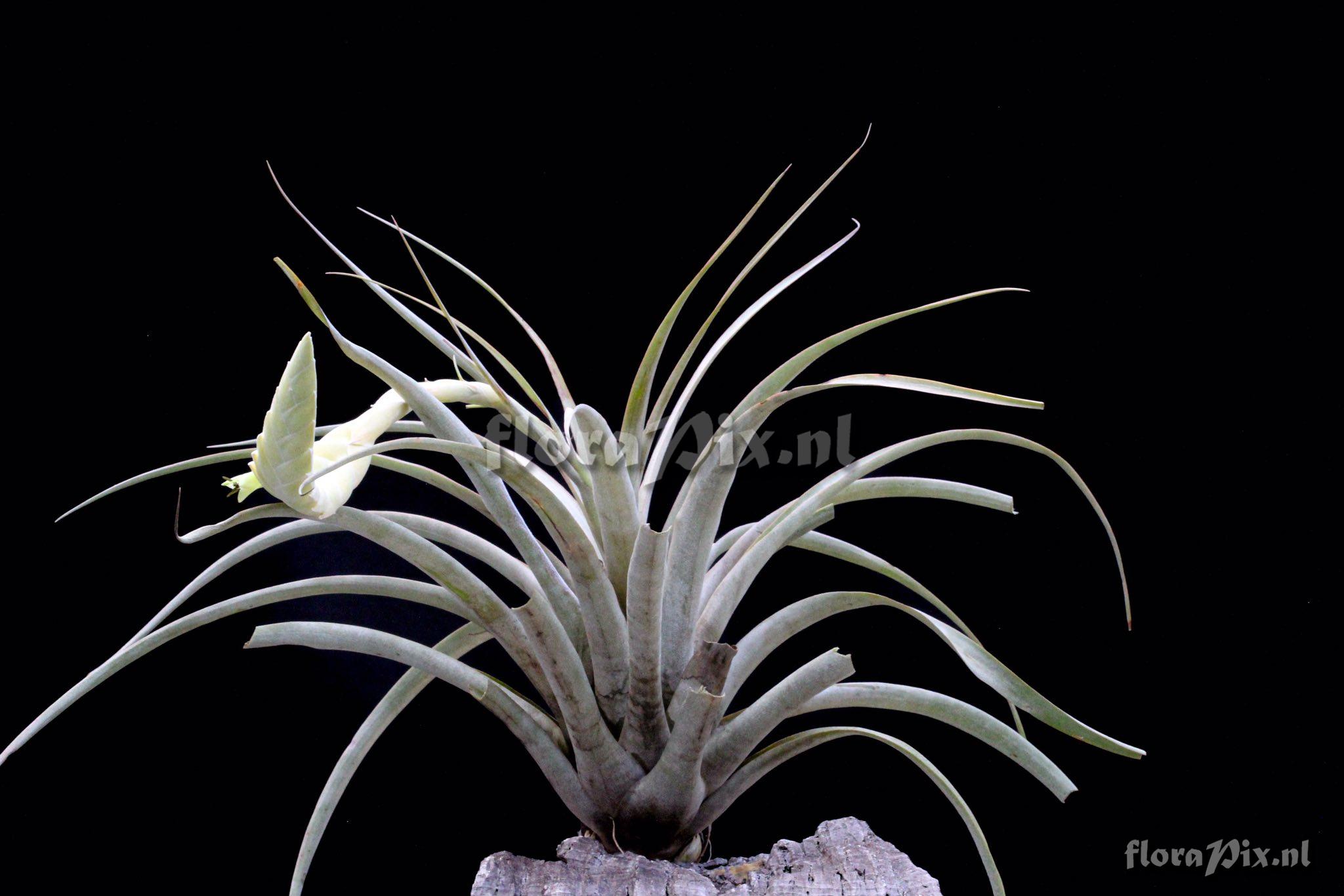 Tillandsia curvispica