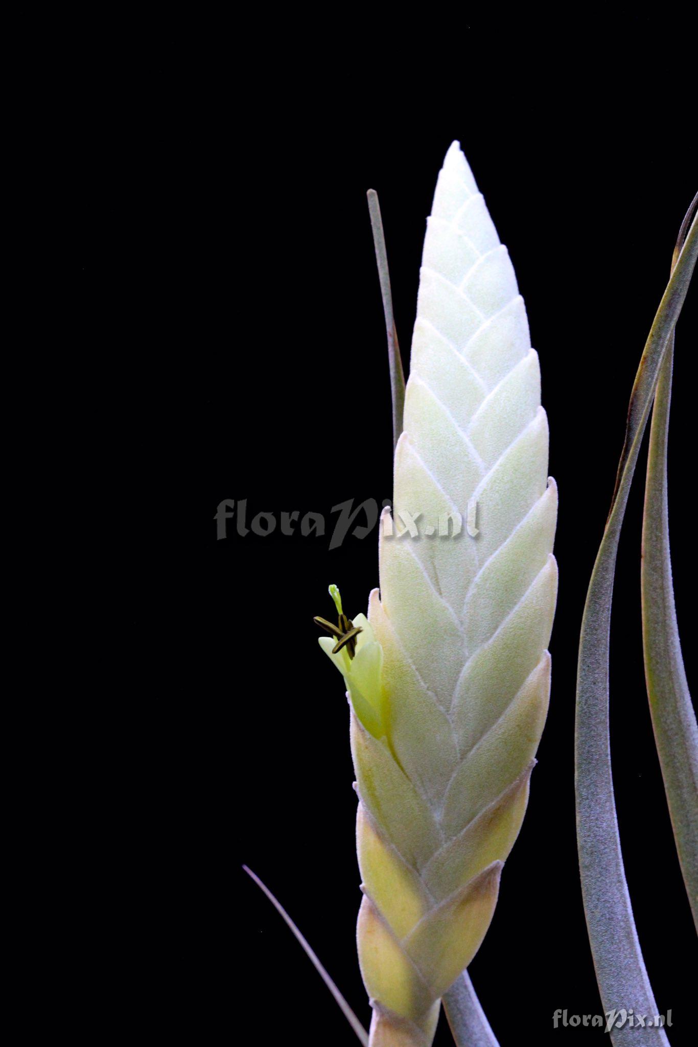 Tillandsia curvispica