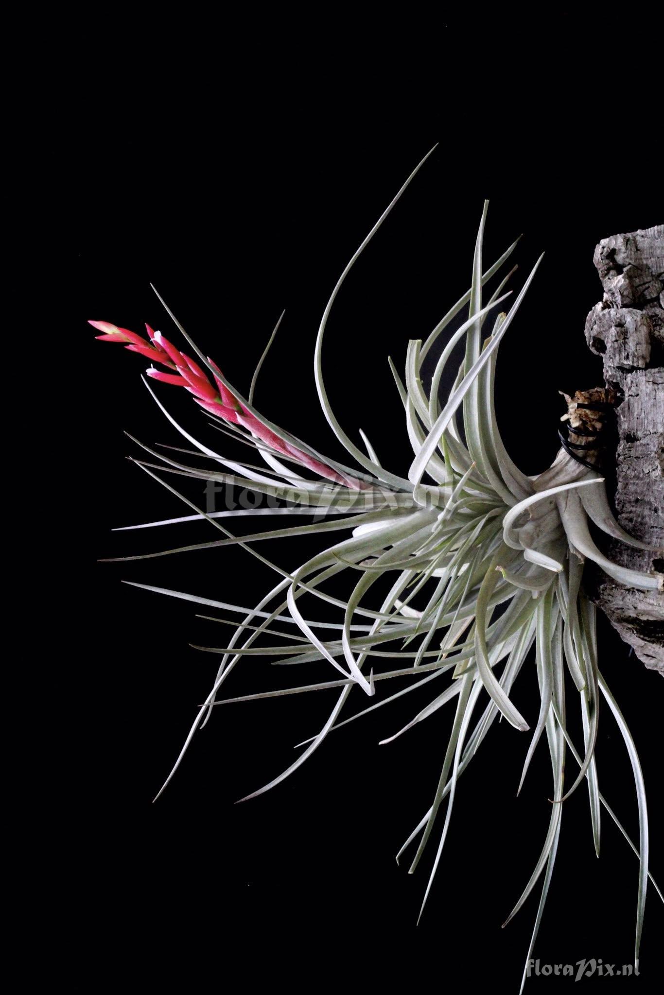 Tillandsia eltoniana