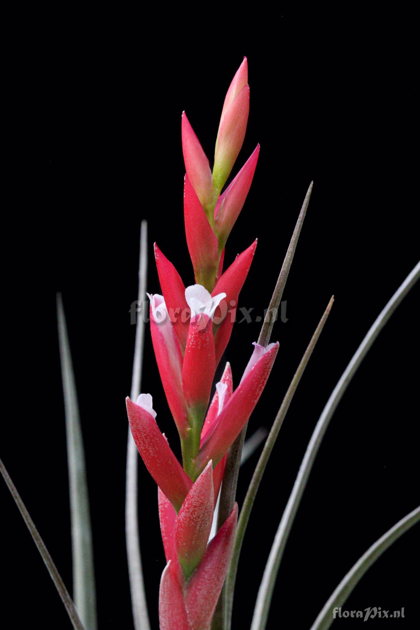 Tillandsia eltoniana