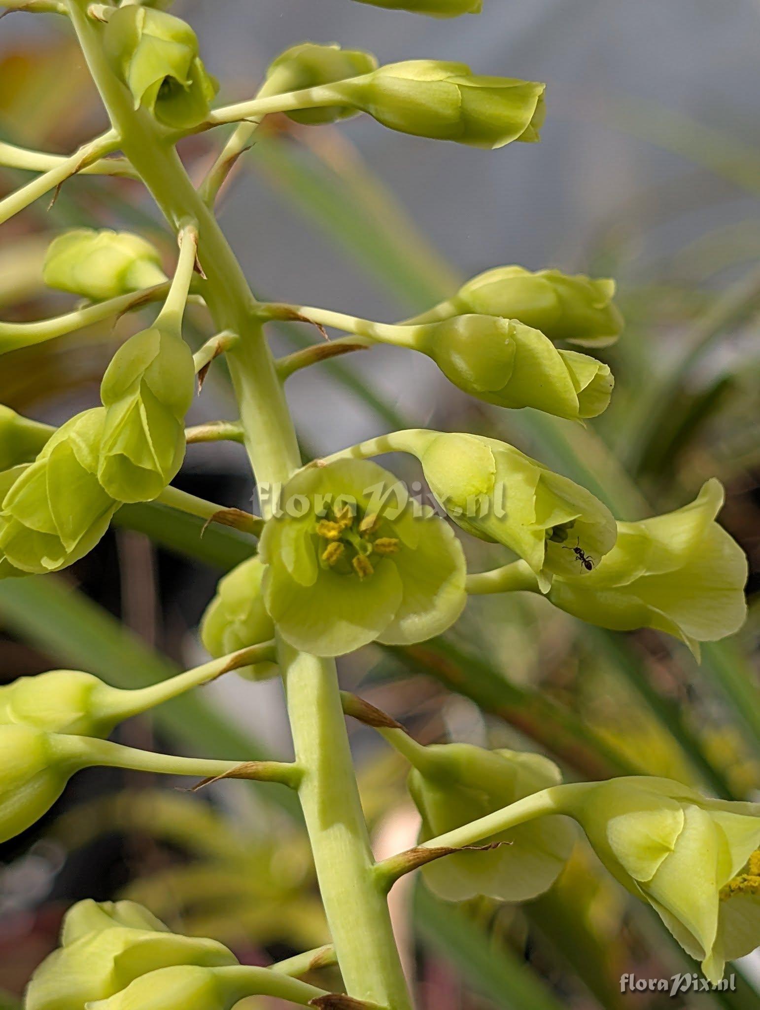 Encholirium pedicellatum