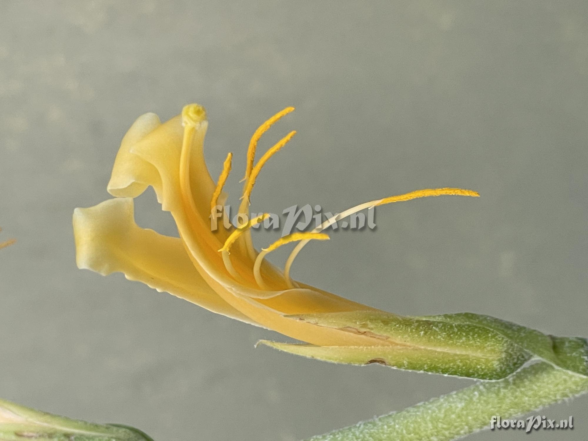 Pitcairnia piepenbringii