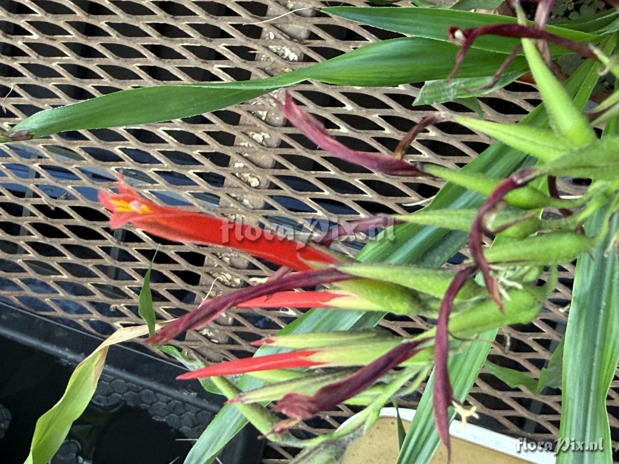 Pitcairnia pulverulenta