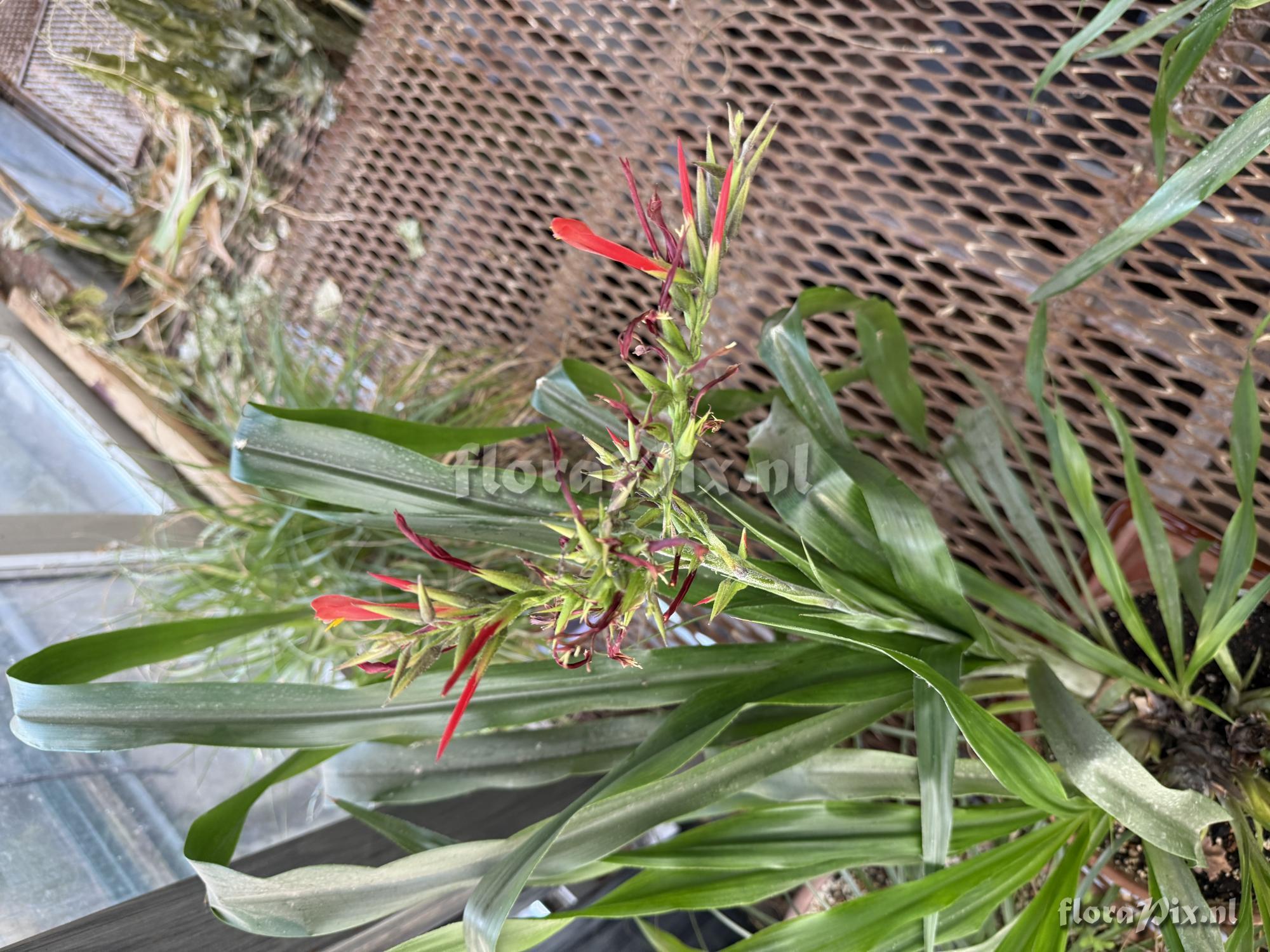 Pitcairnia pulverulenta