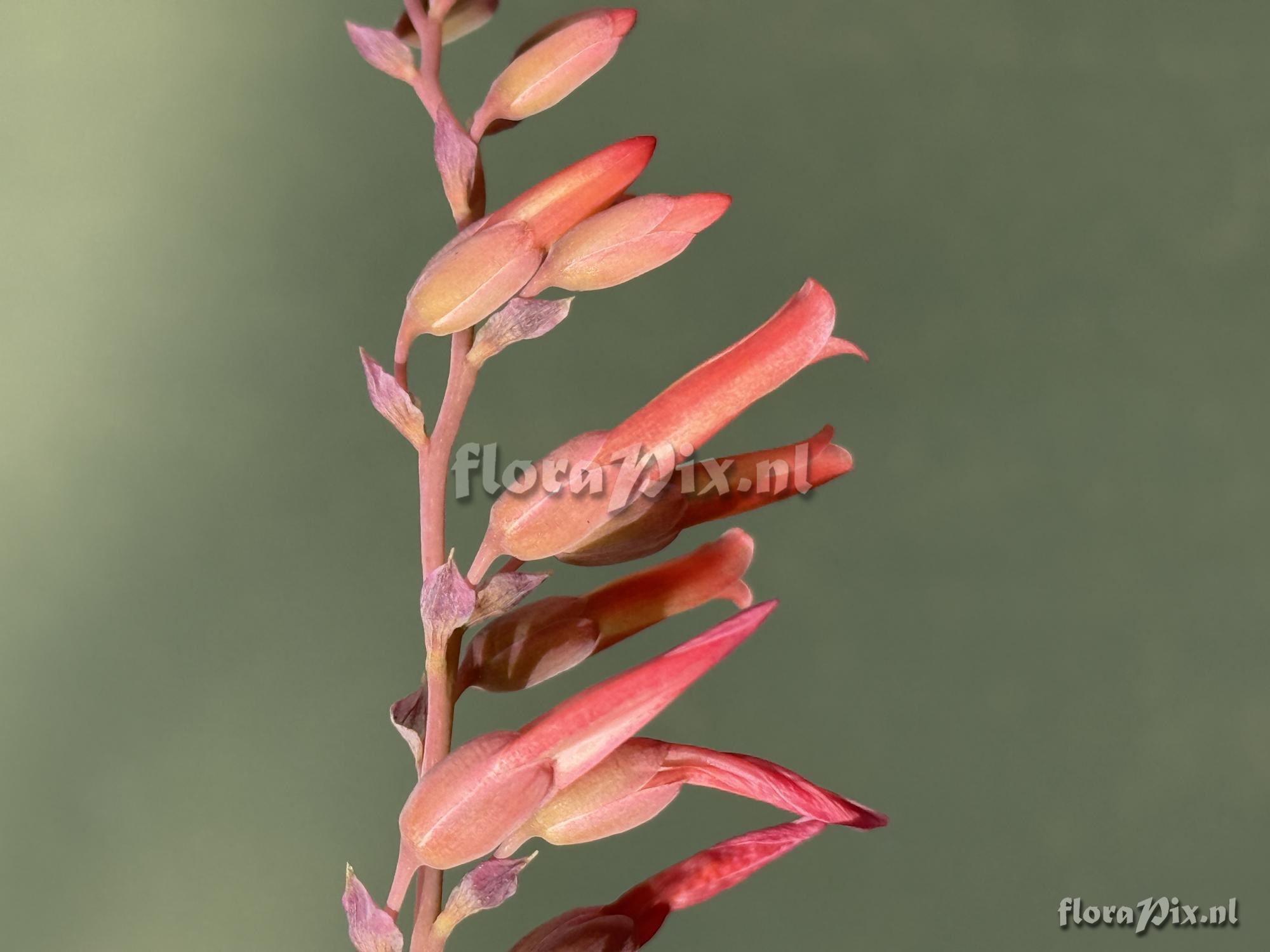 Fosterella spectabilis