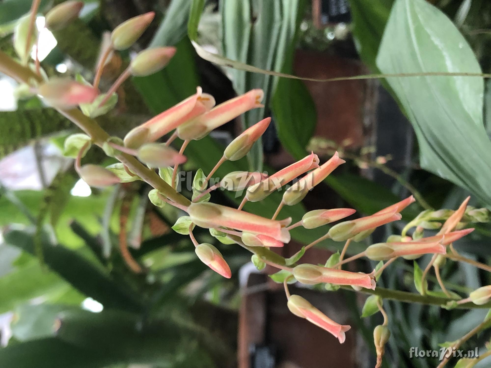 Fosterella spectabilis