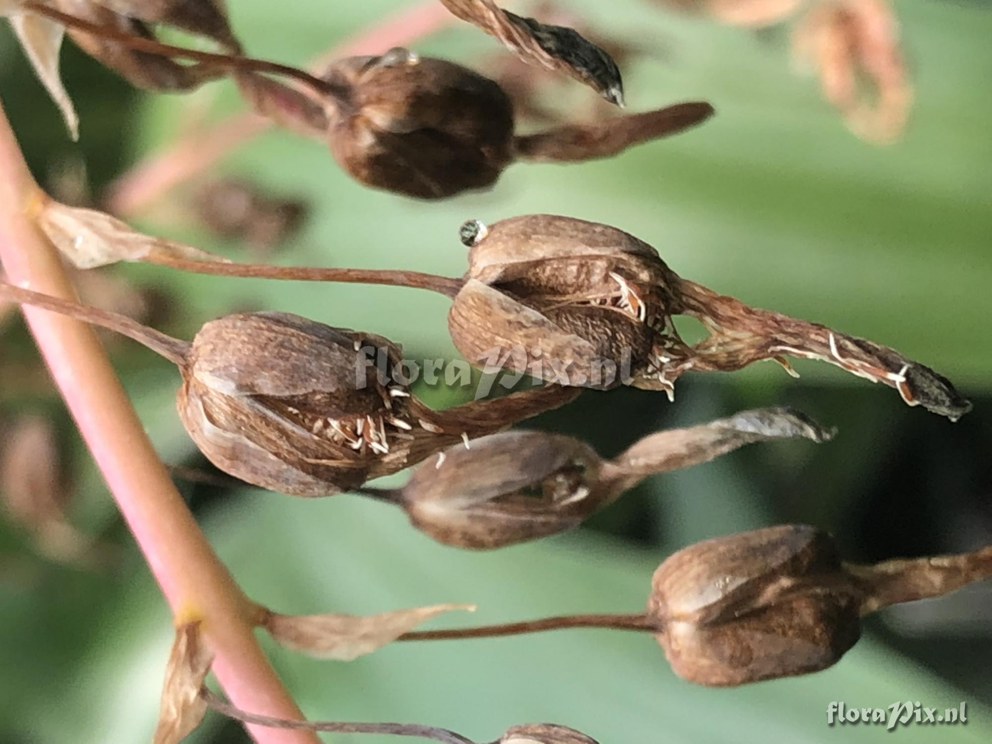 Fosterella spectabilis
