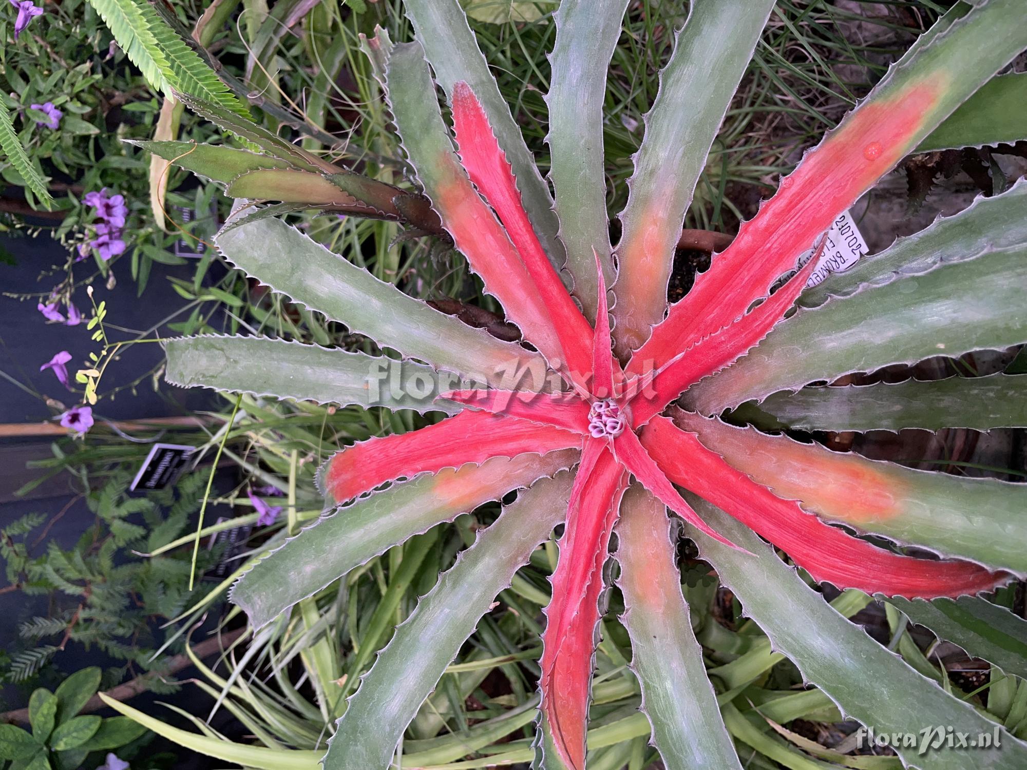 Bromelia flemingii