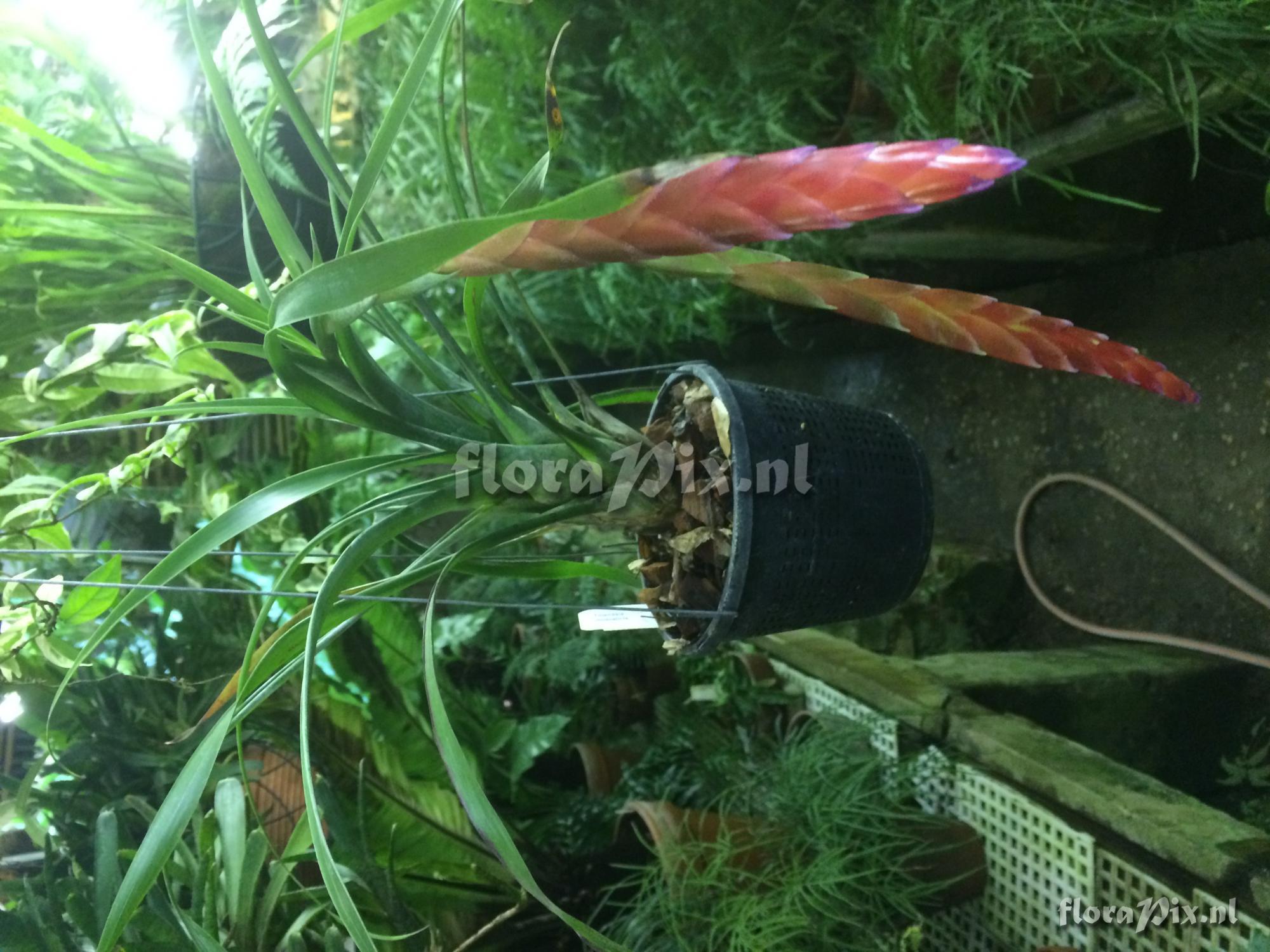 Tillandsia rhodosticta