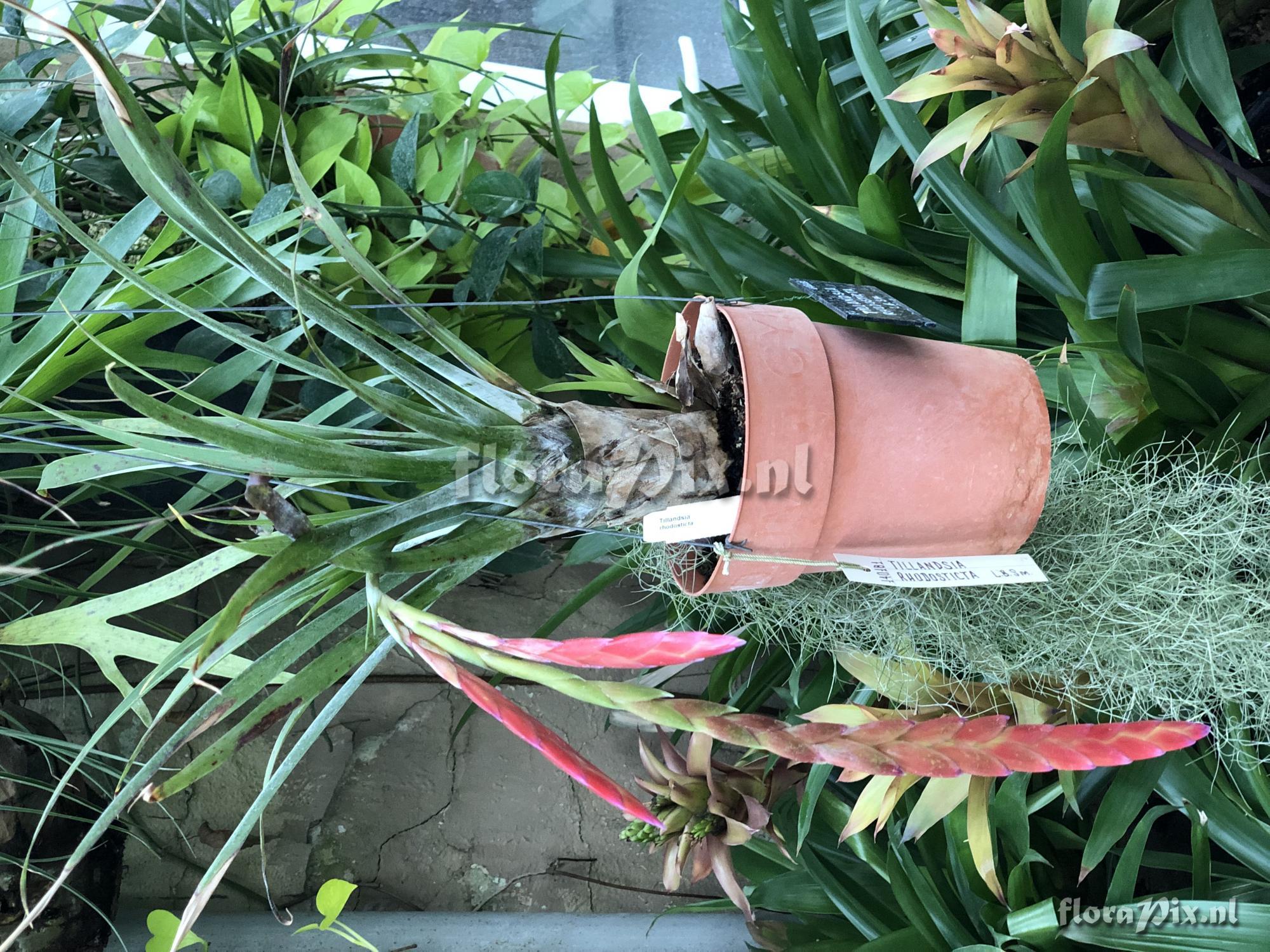 Tillandsia rhodosticta