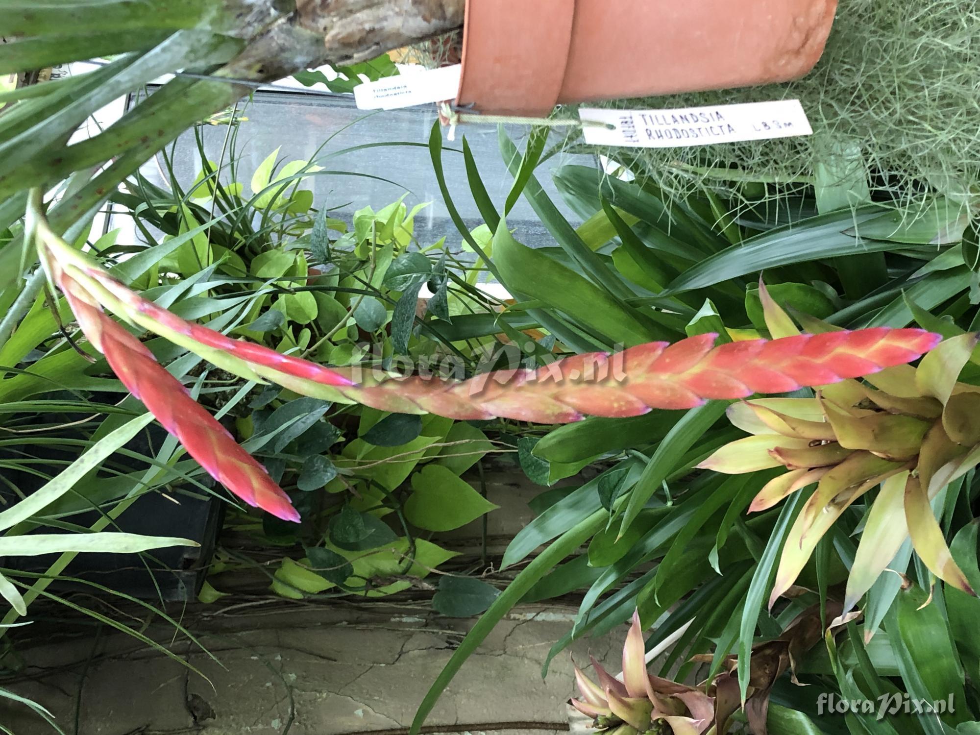 Tillandsia rhodosticta