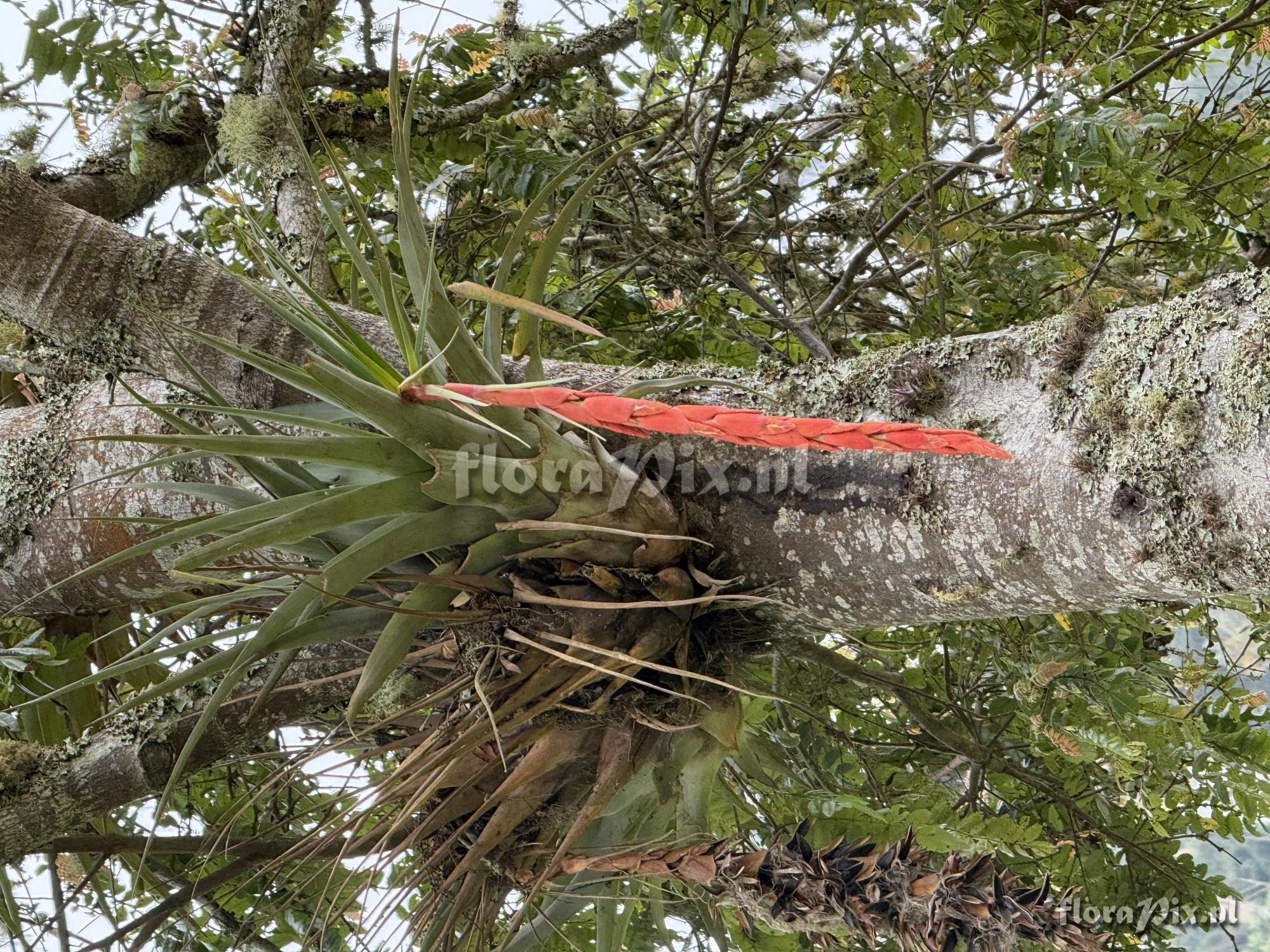 Tillandsia tequendamae