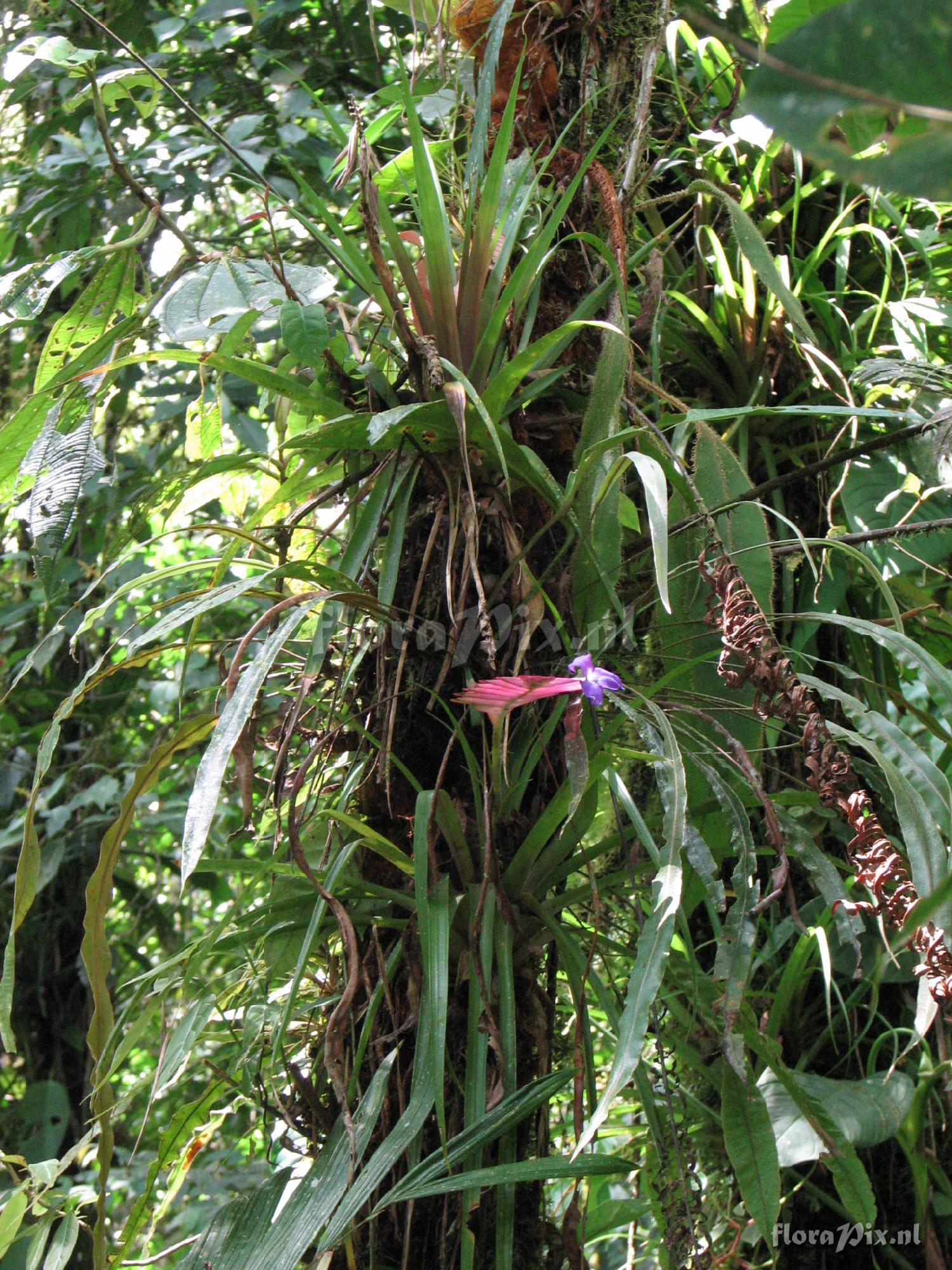 Tillandsia pretiosa