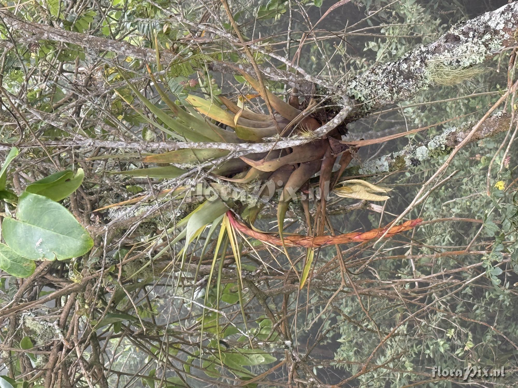Tillandsia tequendamae