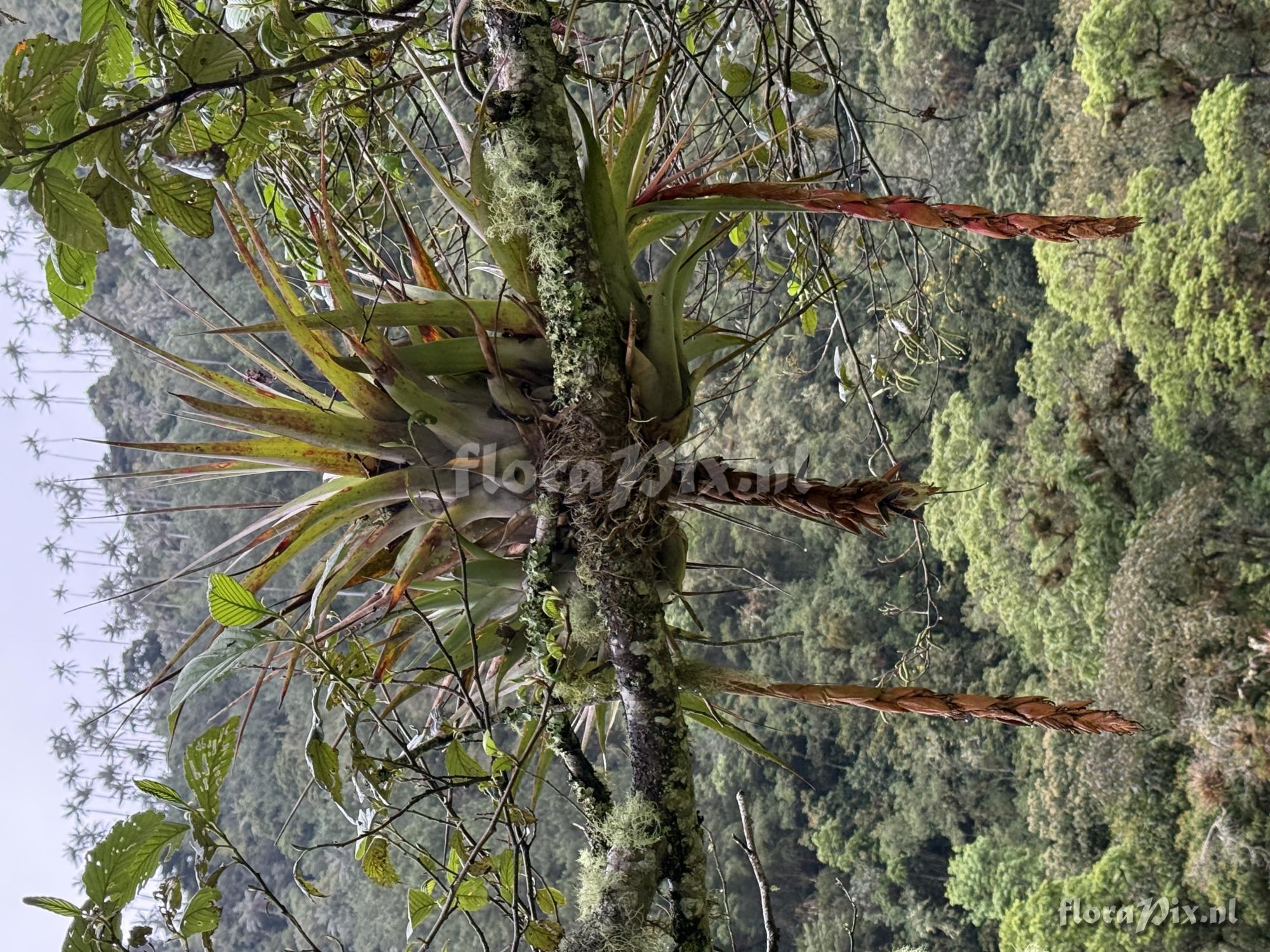 Tillandsia tequendamae