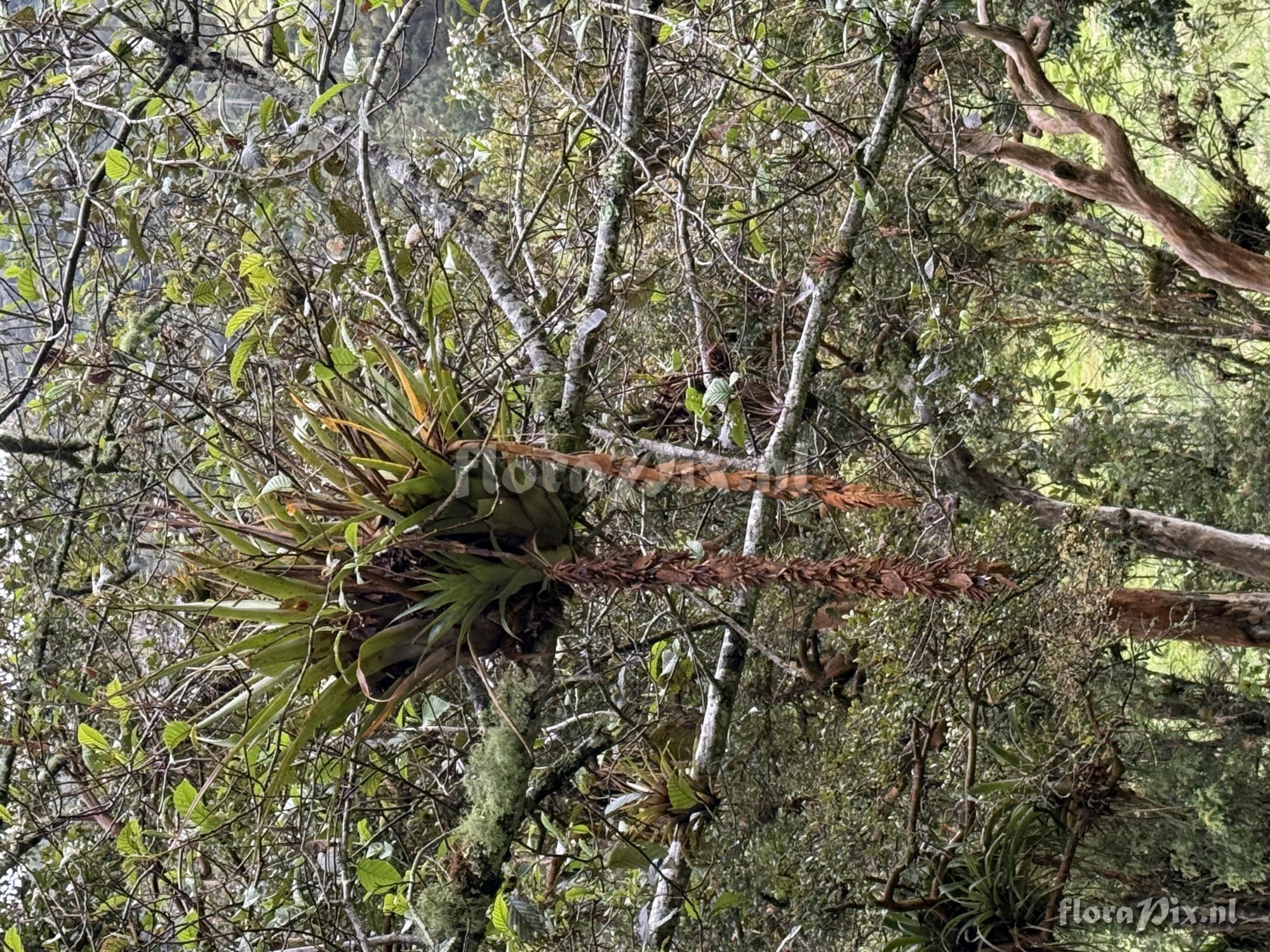 Tillandsia tequendamae