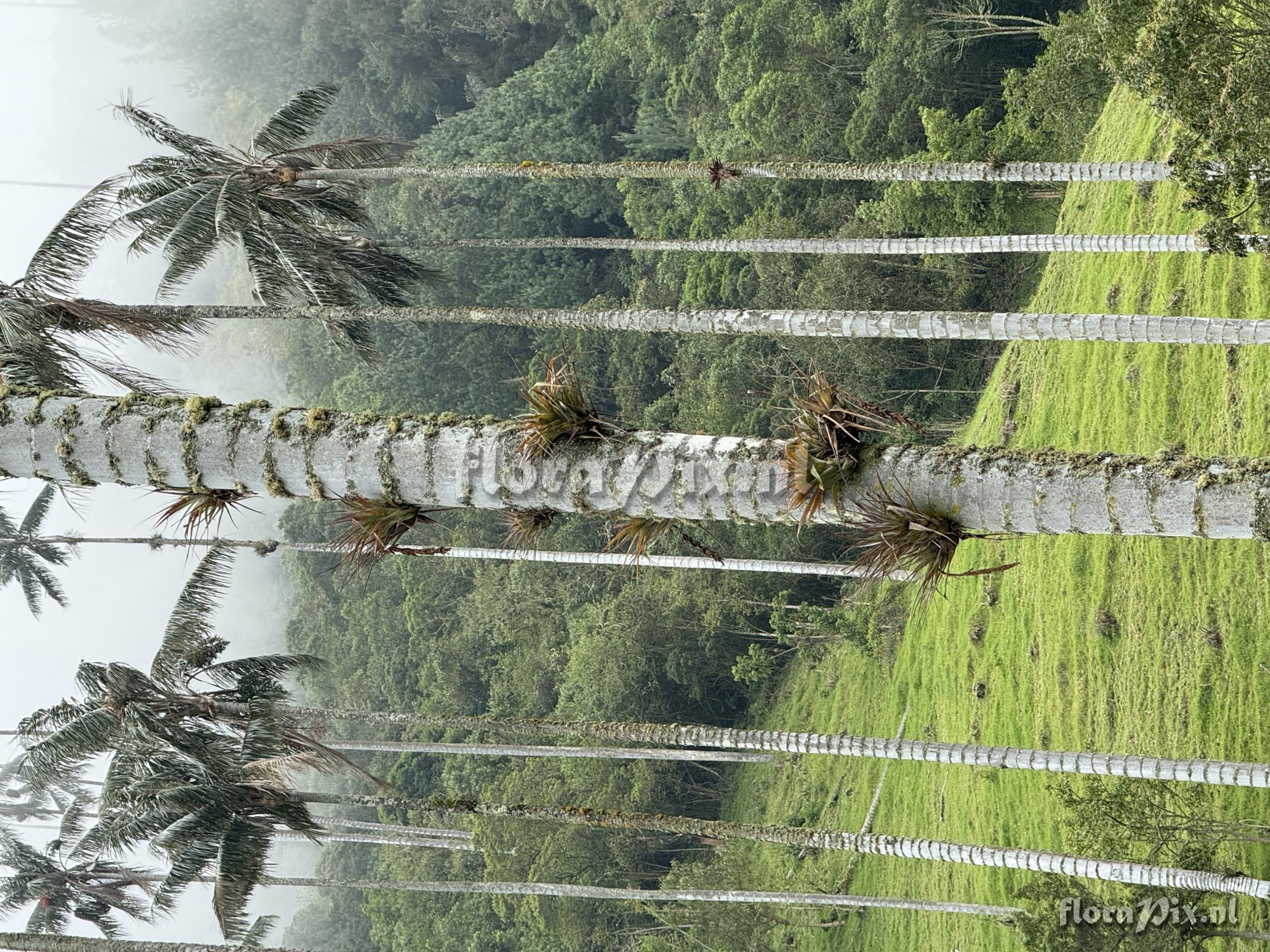 Tillandsia tequendamae