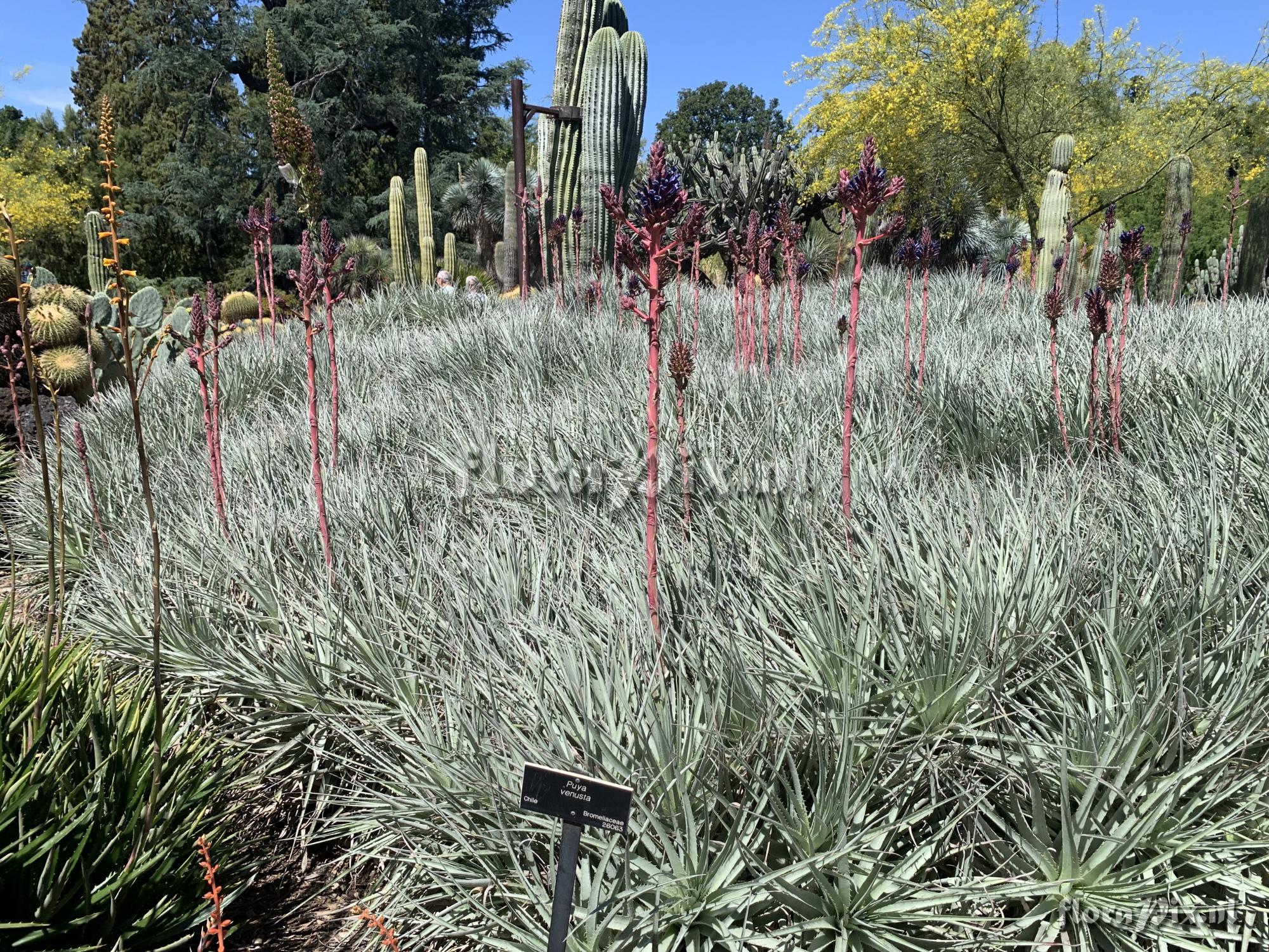 Puya venusta