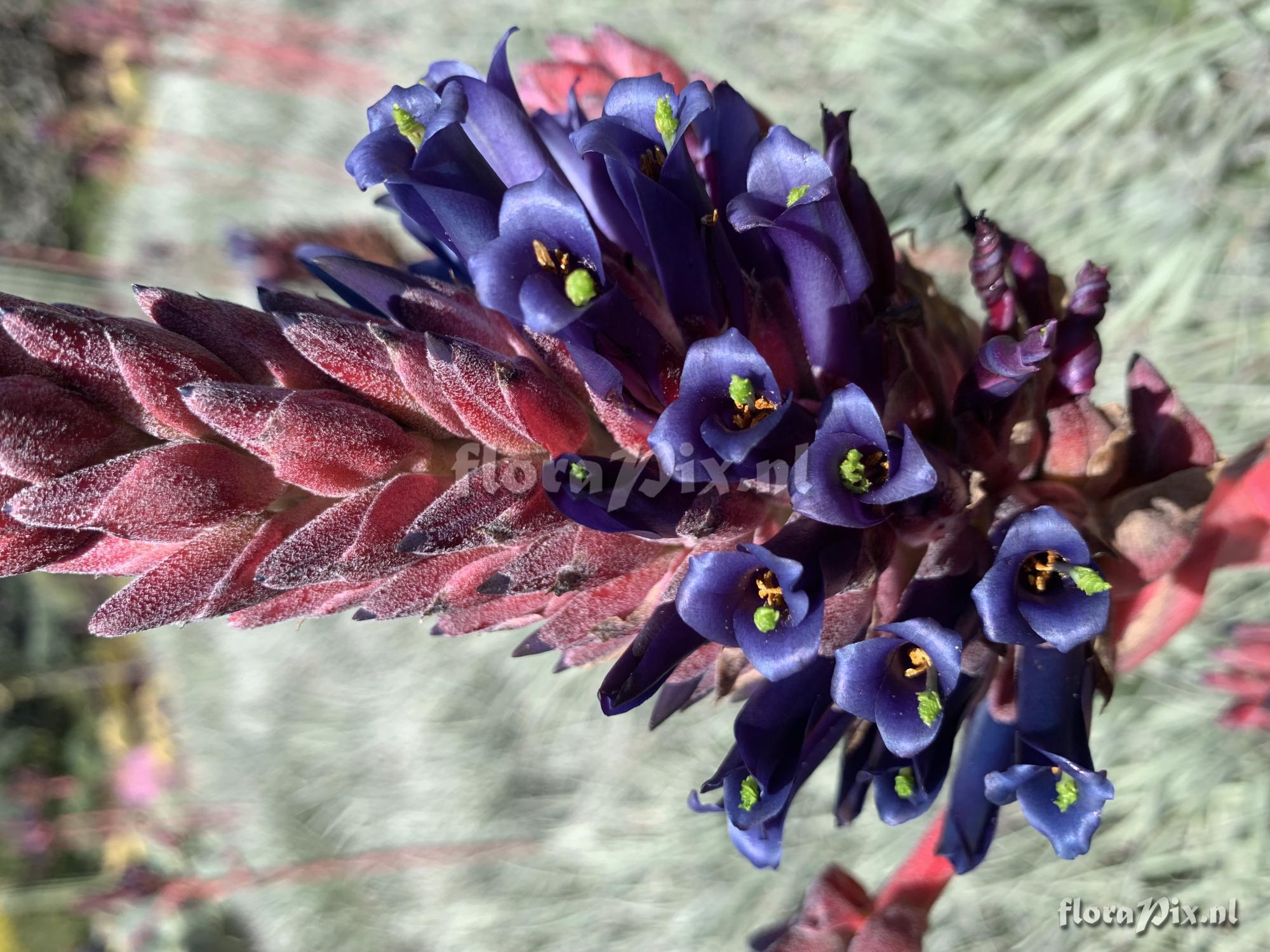 Puya venusta