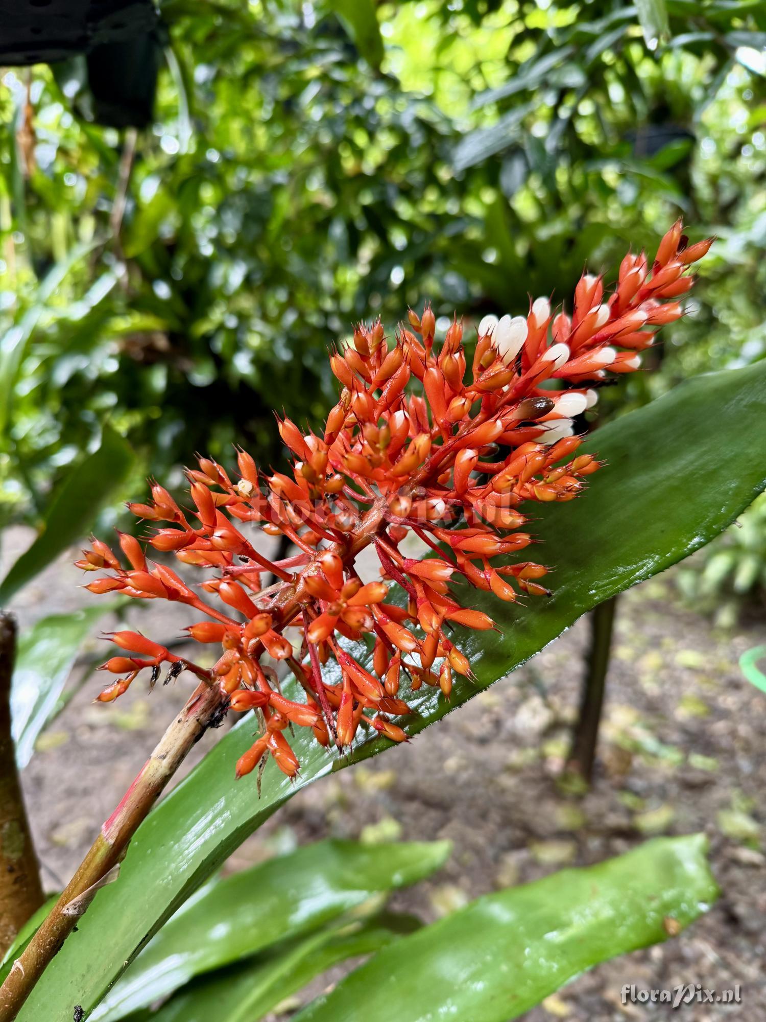 Aechmea caudata form albiflora