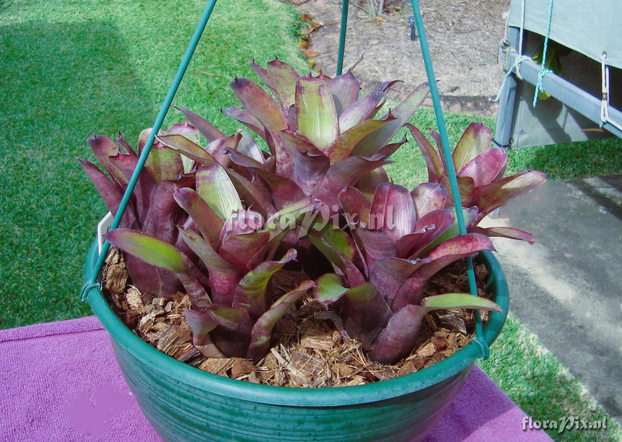 Neoregelia oligantha