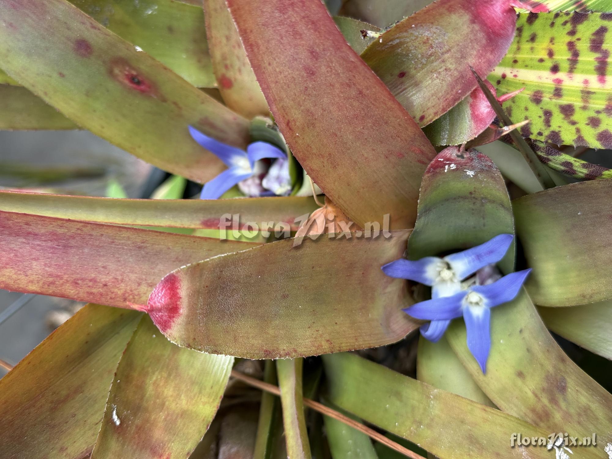 Neoregelia diversifolia