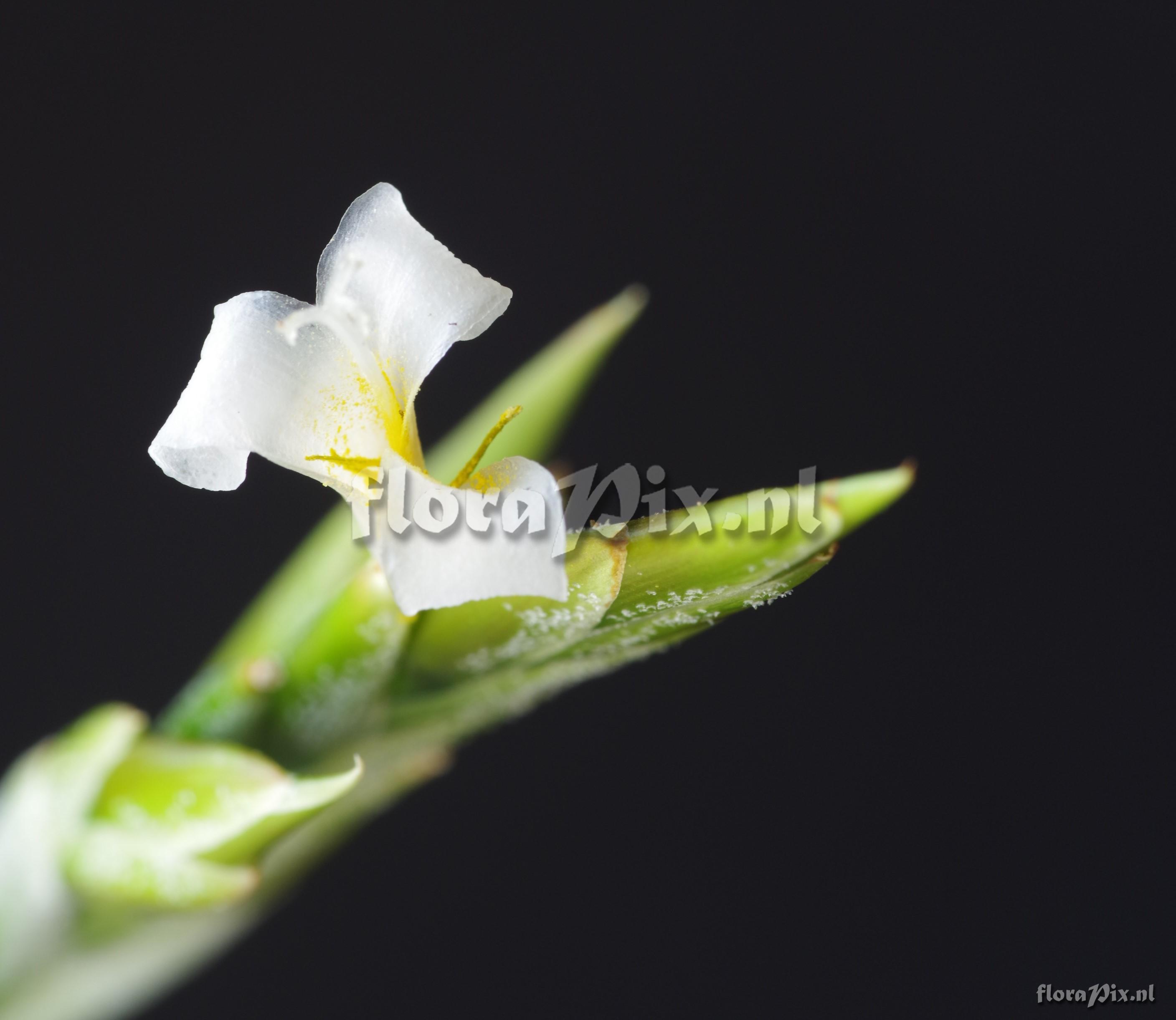 Tillandsia afonsoana