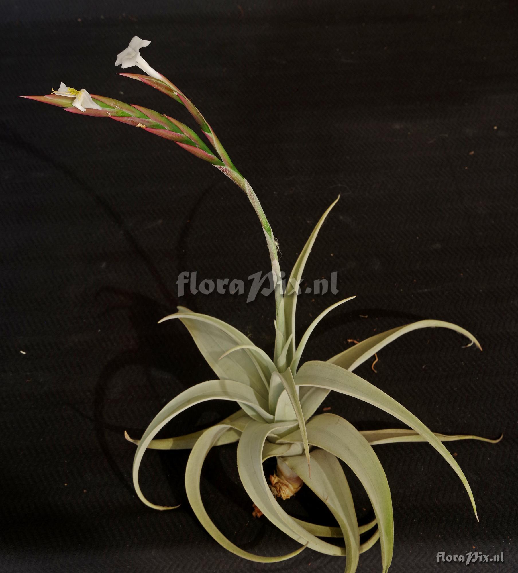 Tillandsia barfussii
