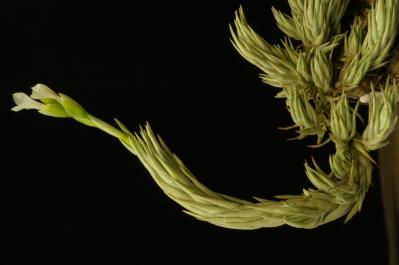 Tillandsia burle-marxii