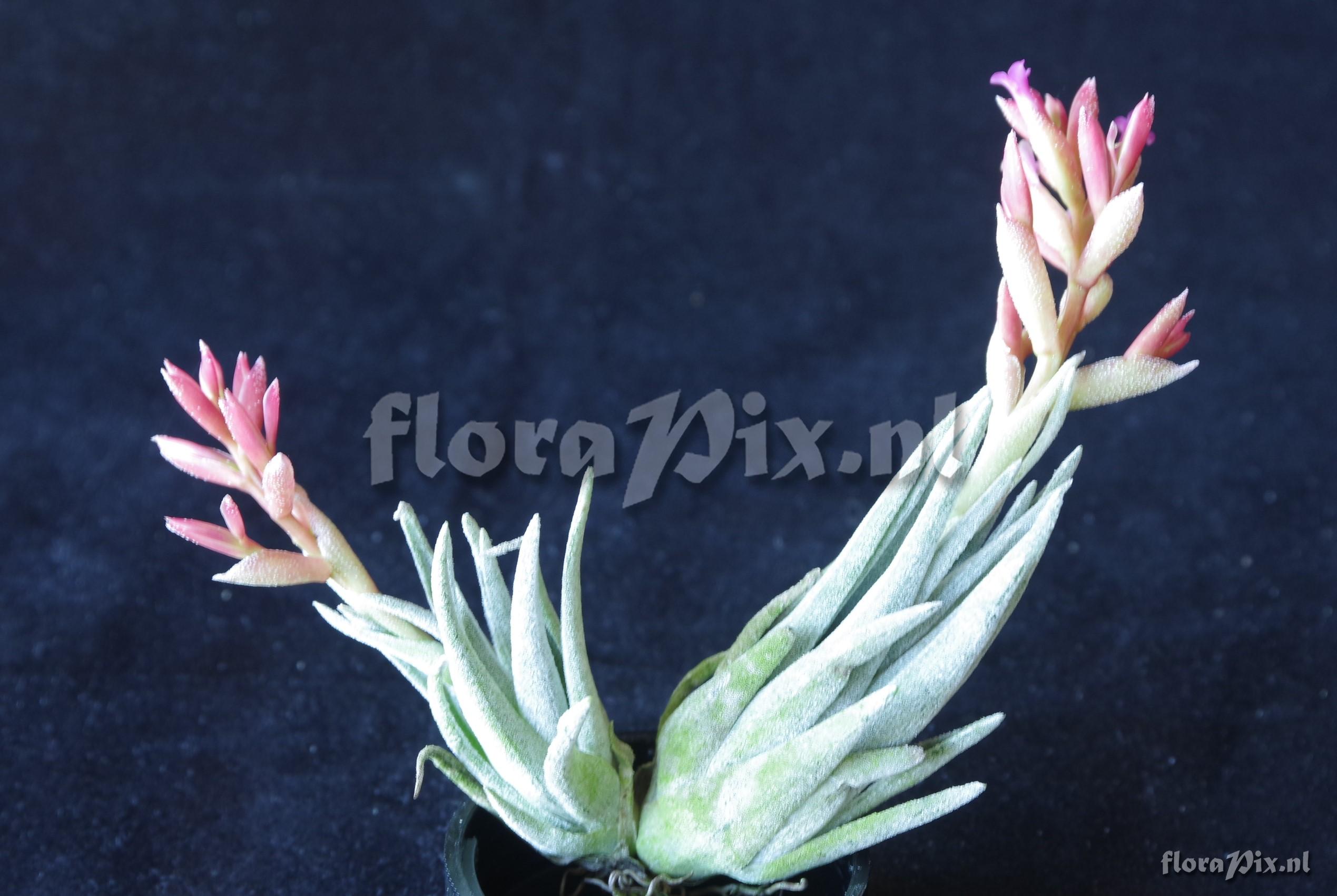Tillandsia brachyphylla