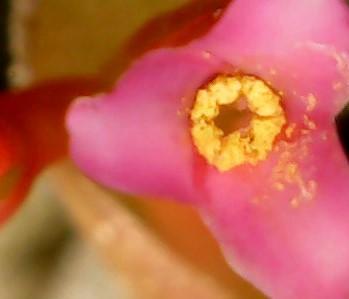 Tillandsia brachyphylla